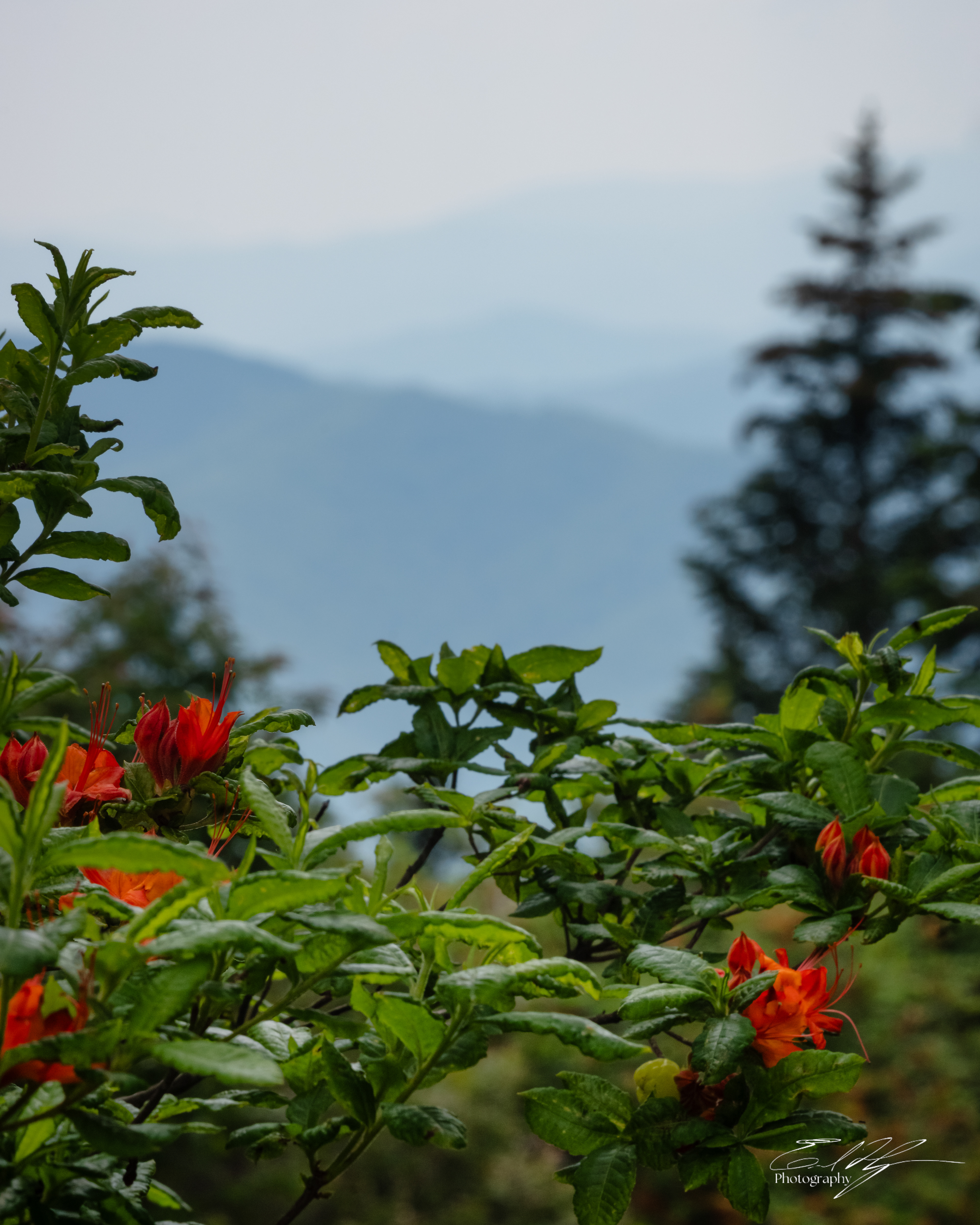 Andrew's Bald June 2025 X