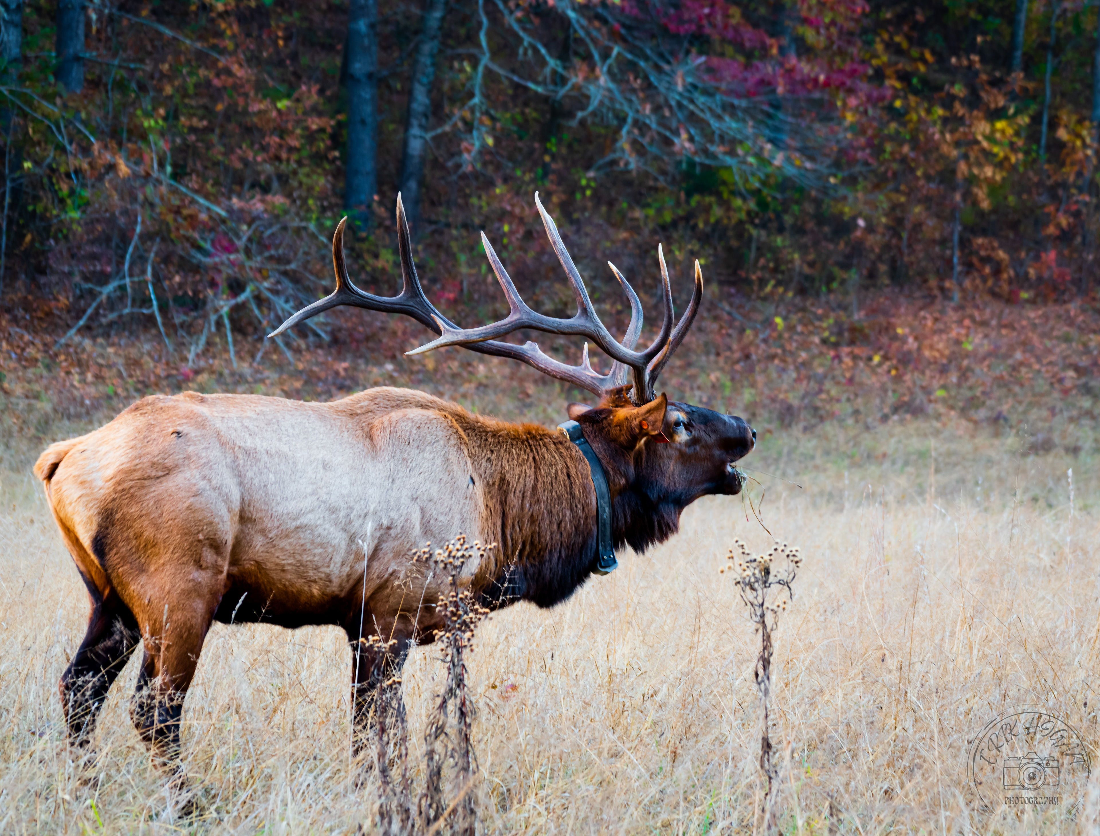 Cataloochee Valley October 2022   XVII