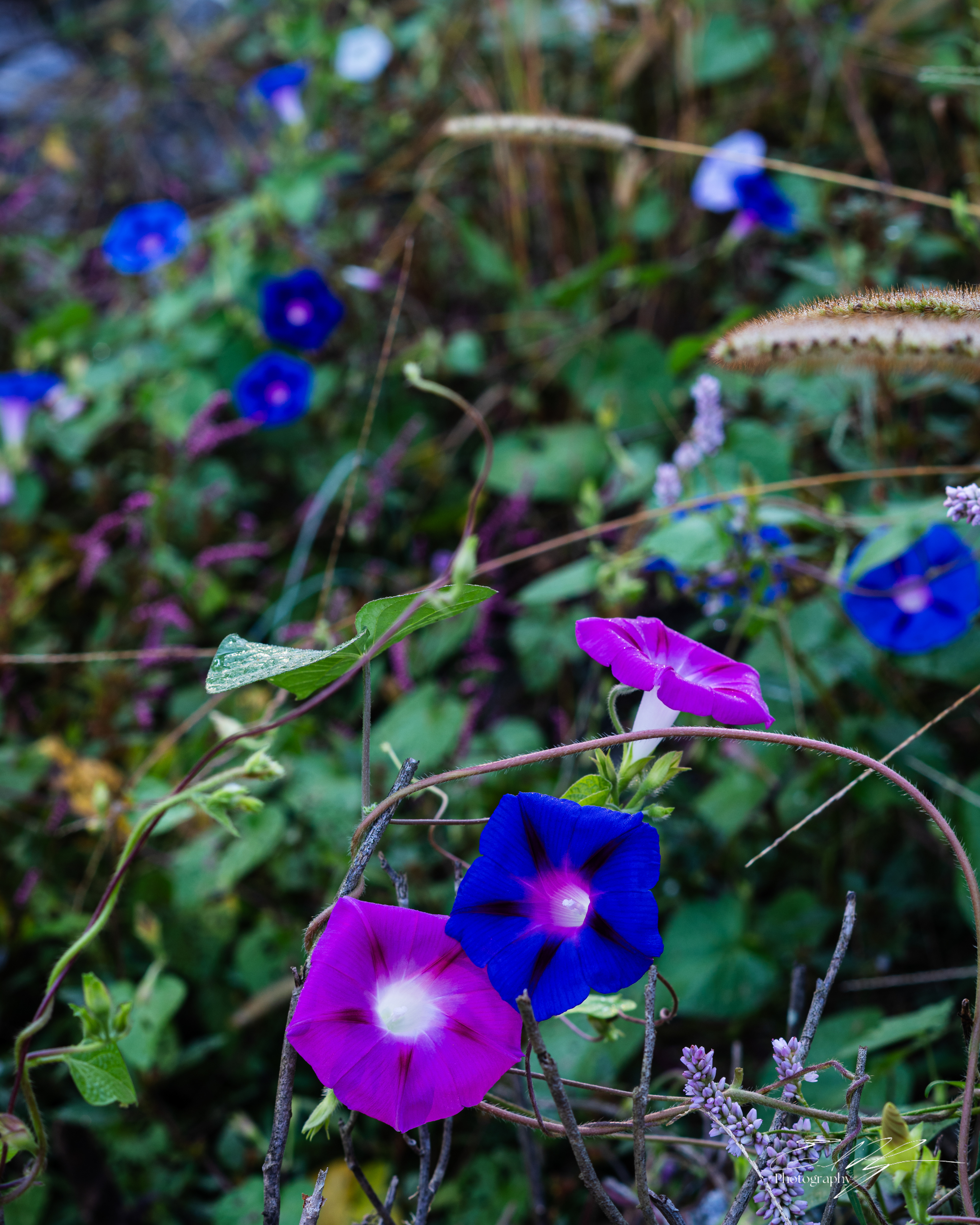 Morning Glory September 2025 IV