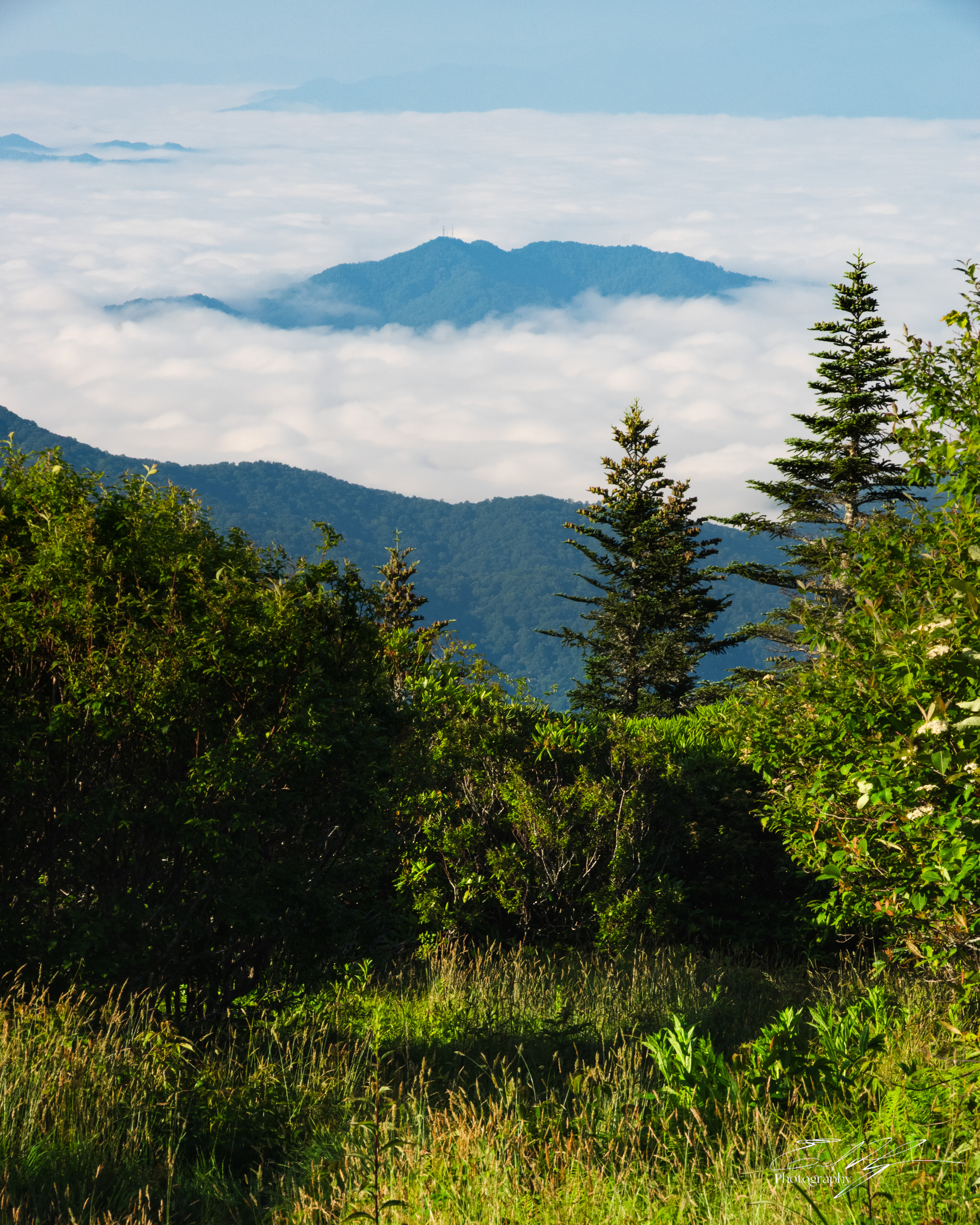 Andrew's Bald June 2025 XIX