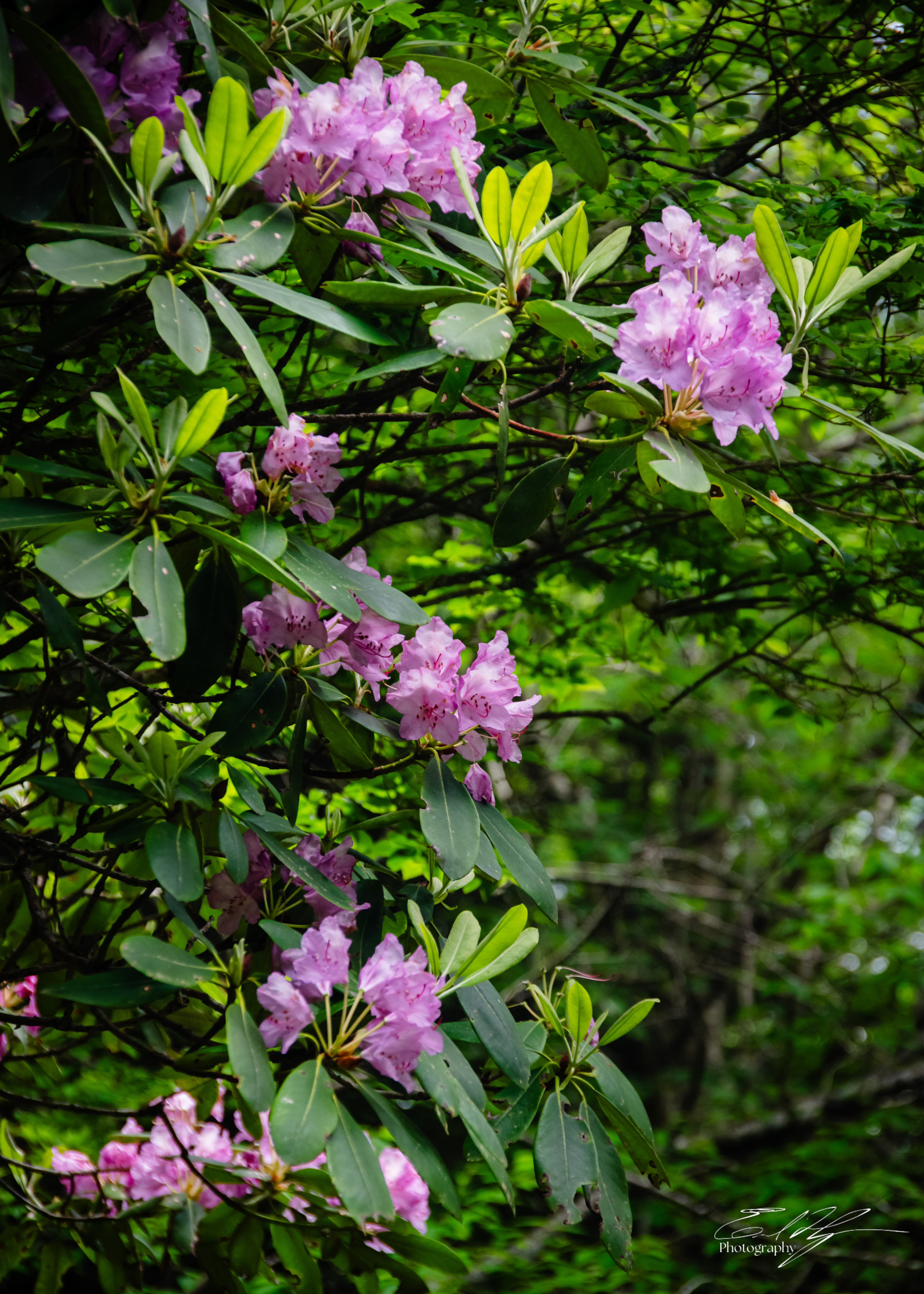 Andrew's Bald June 2025 I