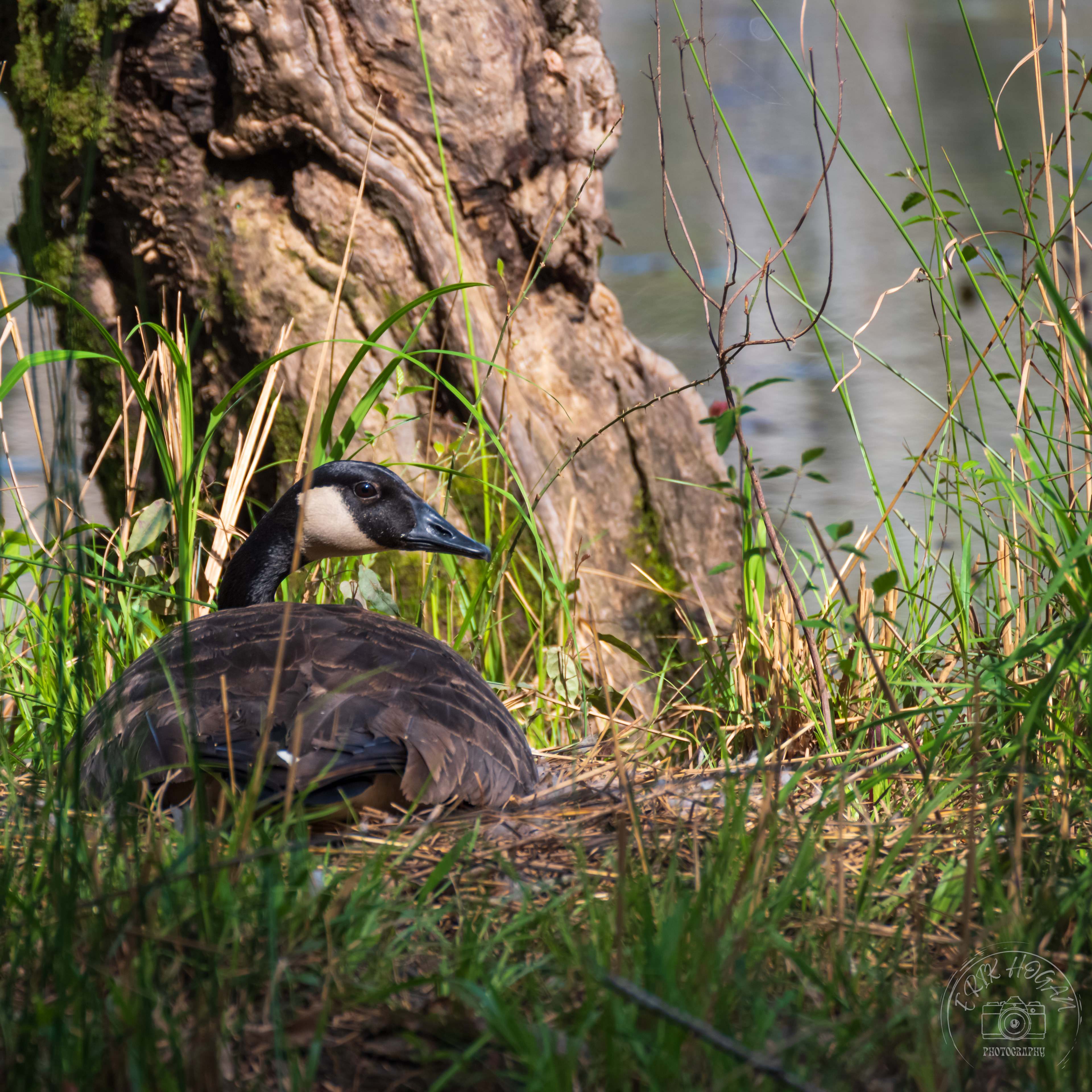 Sandy Creek Nature Center Canada Goose March 2023