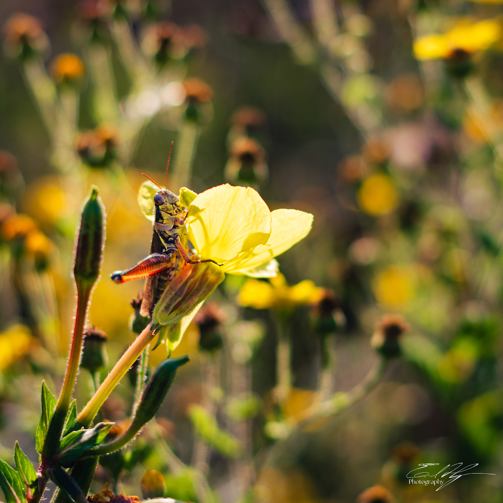 Freeman Dr October 2024   II