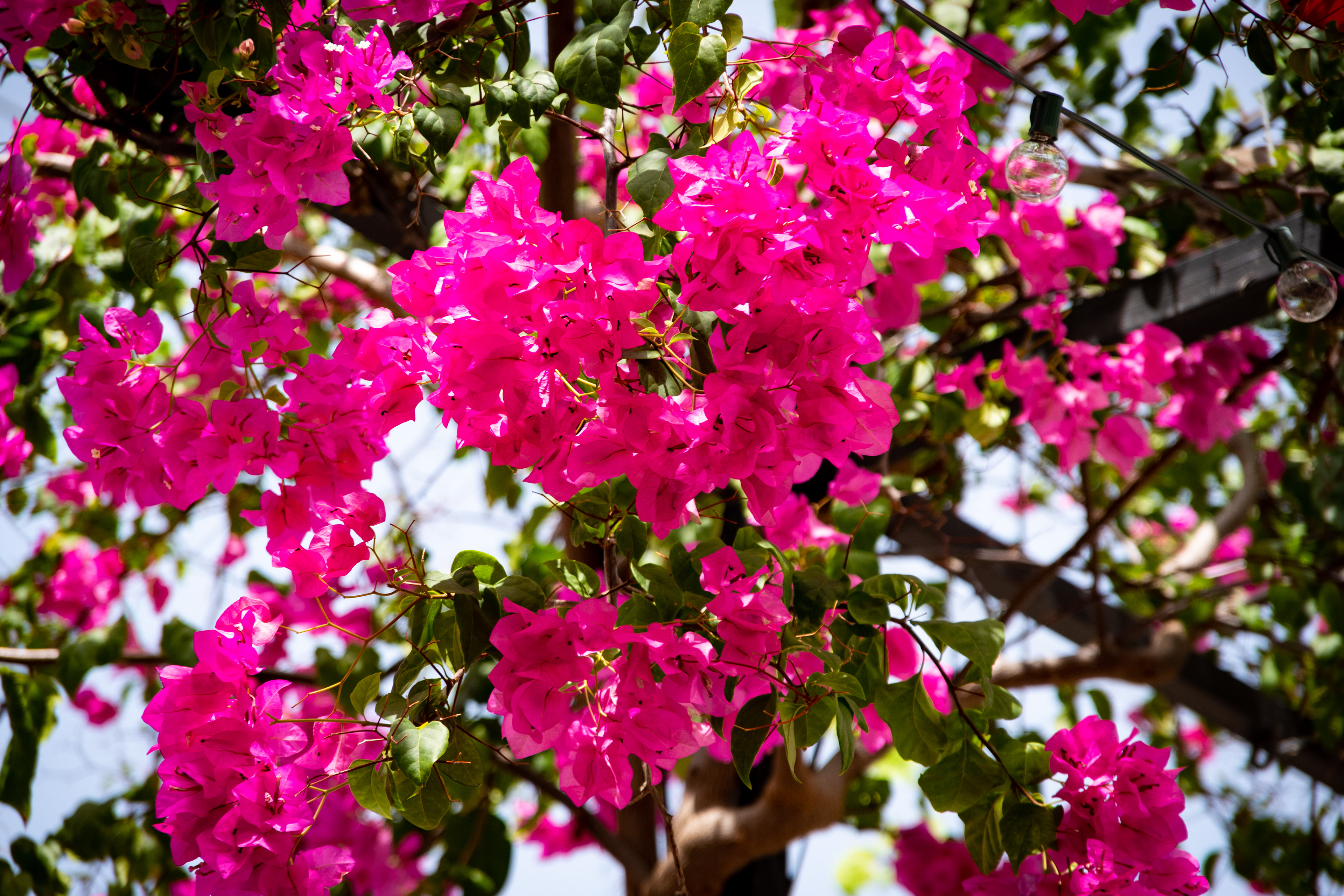 Puerto Plata, Dominican Republic July 2021   XV