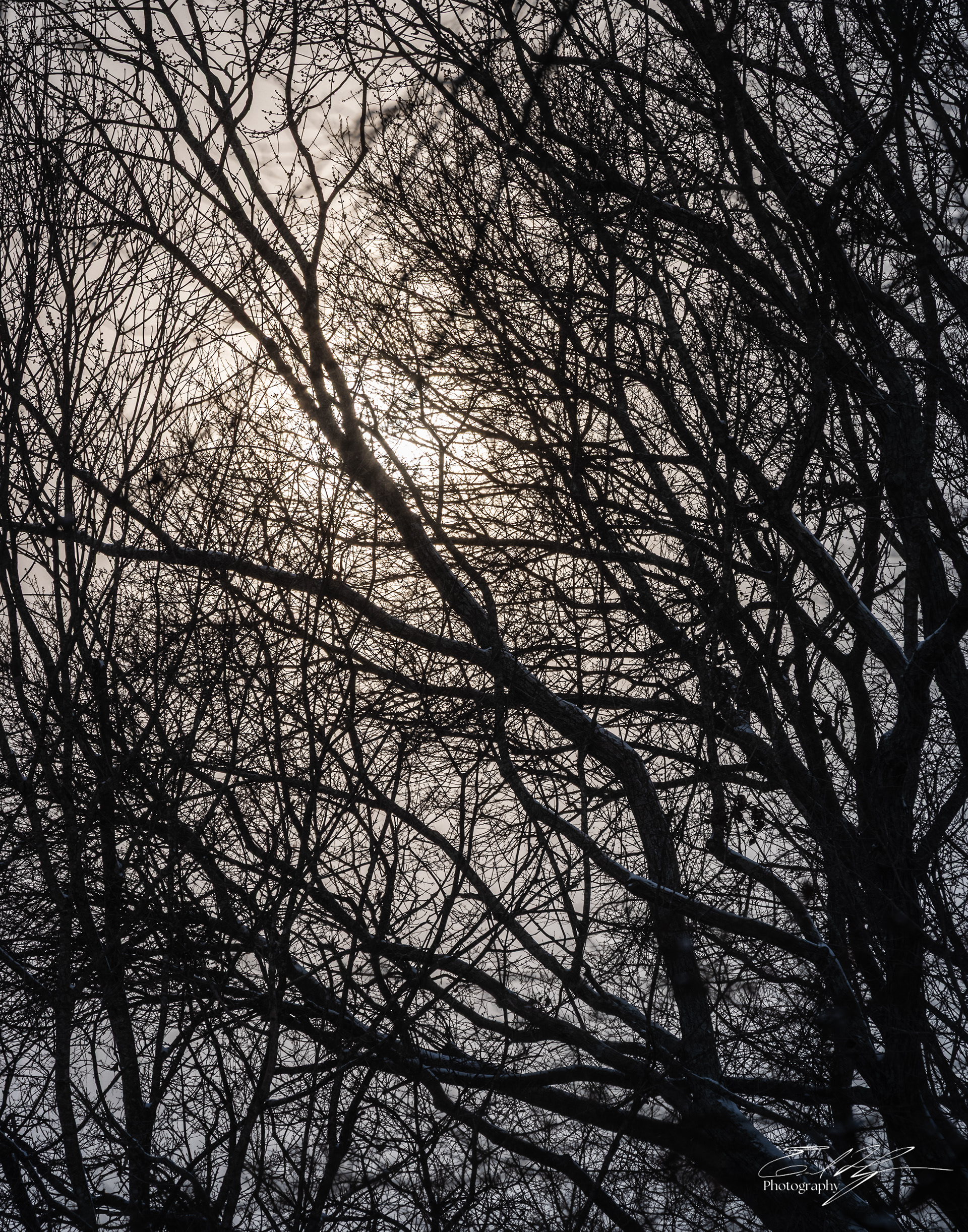 Snow Day January 2026 XII