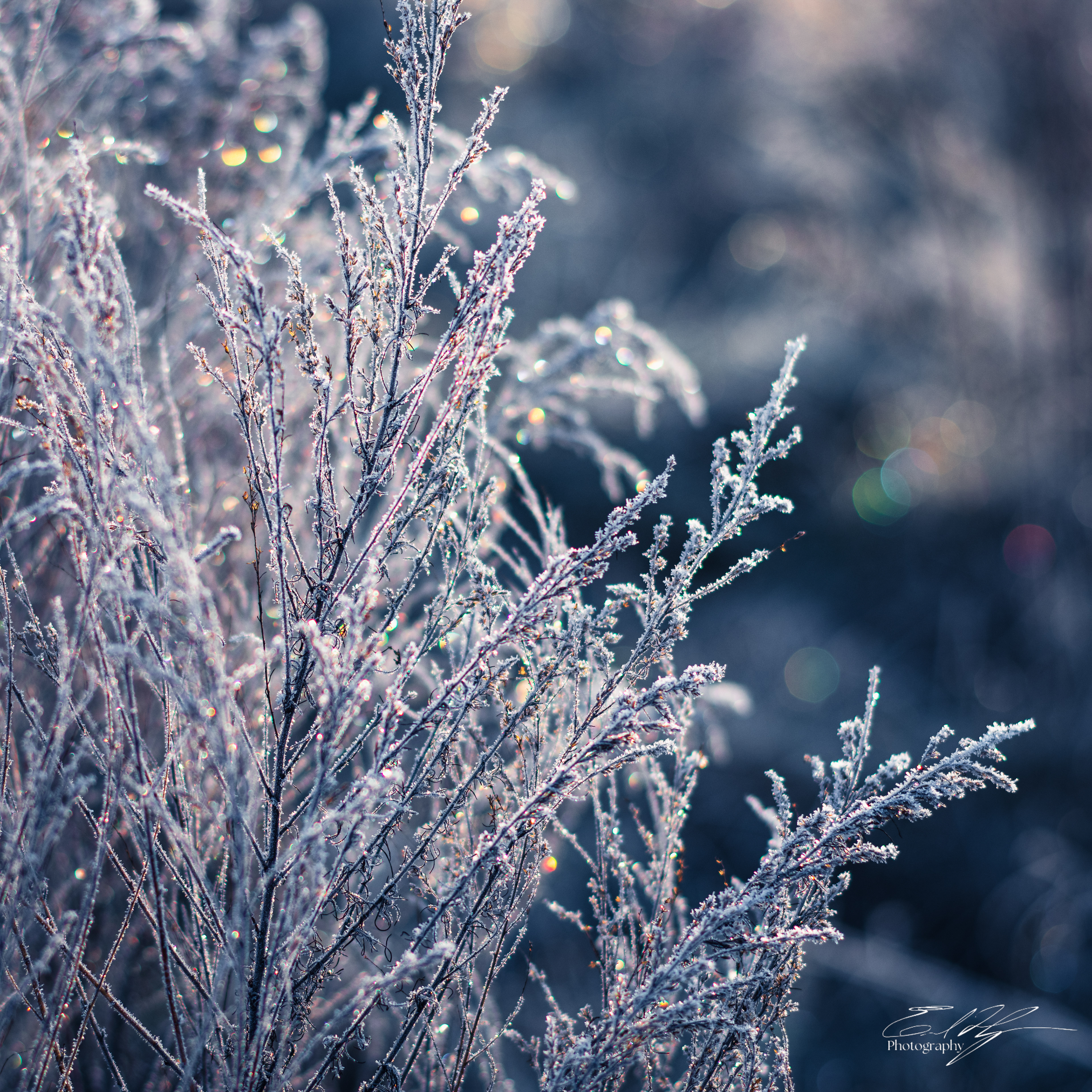 Frosty Sunrise January 2025   VI