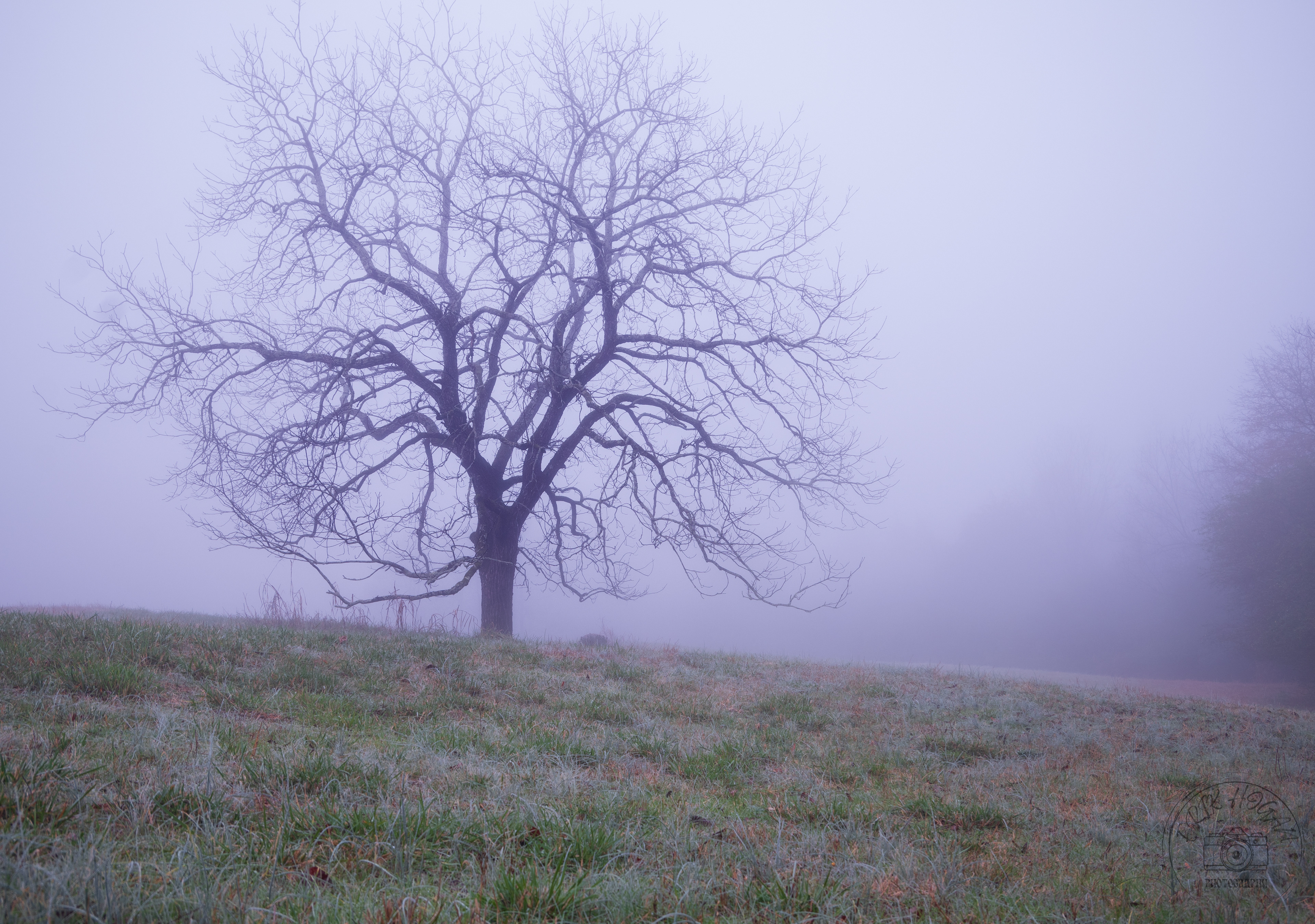 Nowhere Rd Tree Portrait December 2022