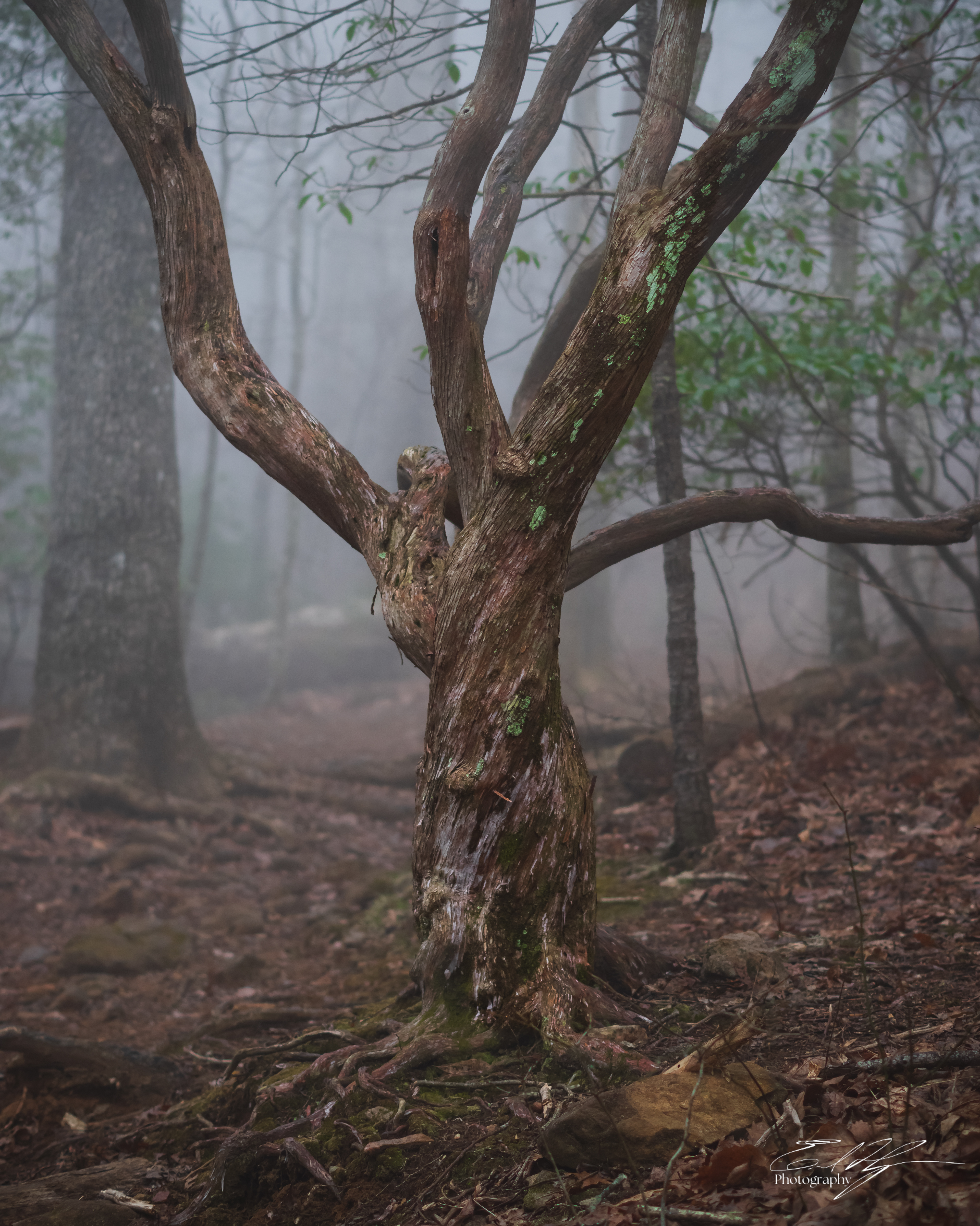 Early Spring 2025   III