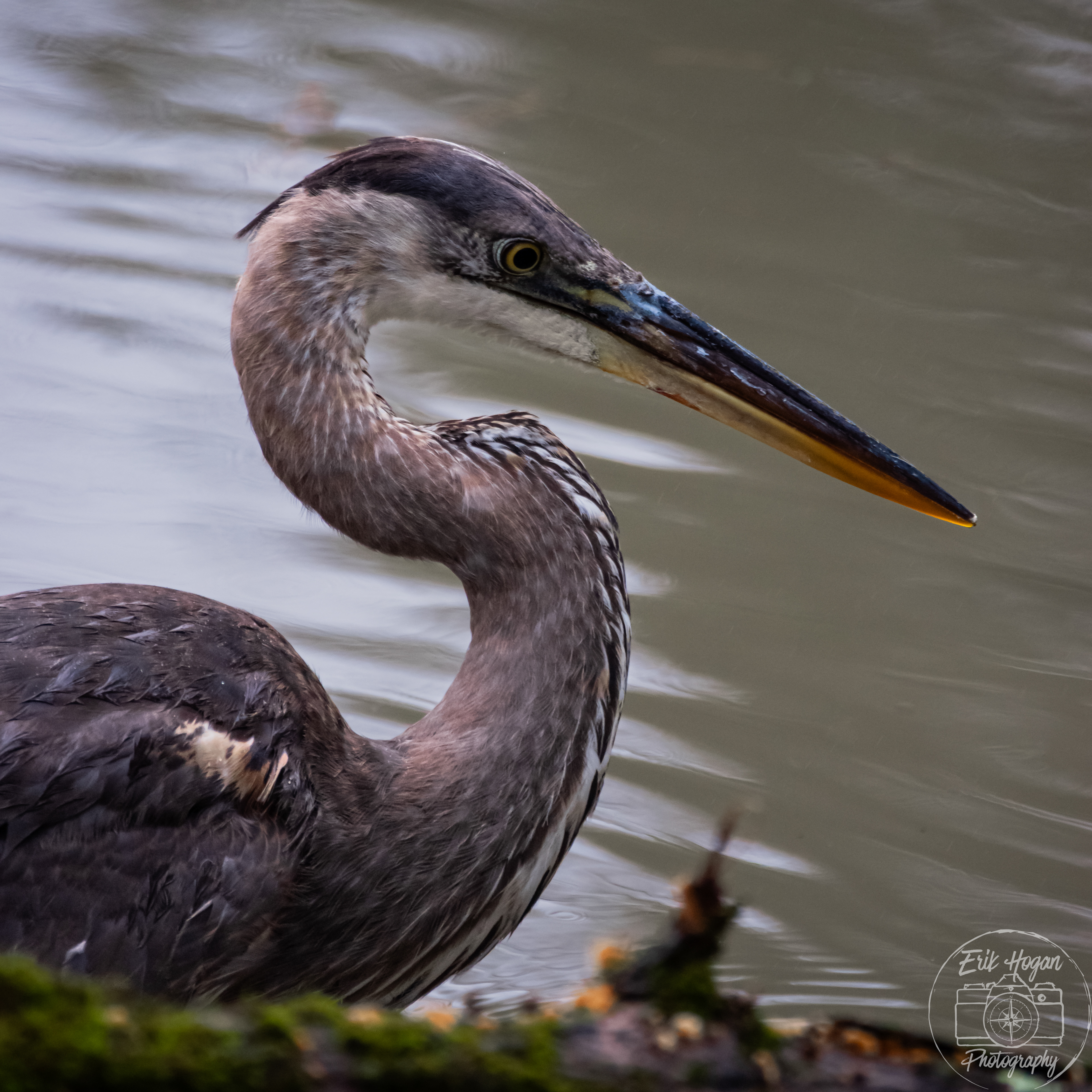 Heron December 2023   I