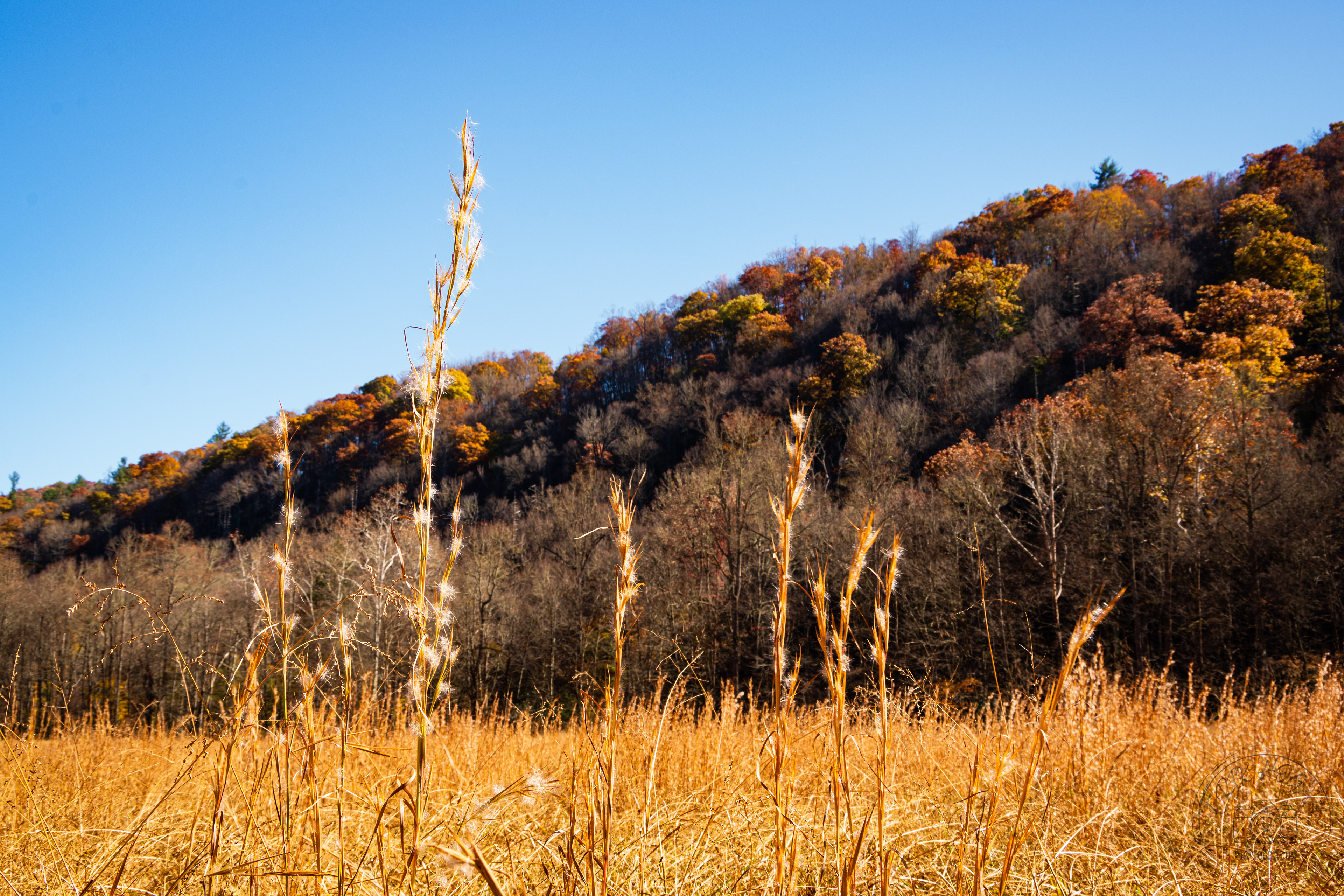 Cataloochee Valley October 2022   IV