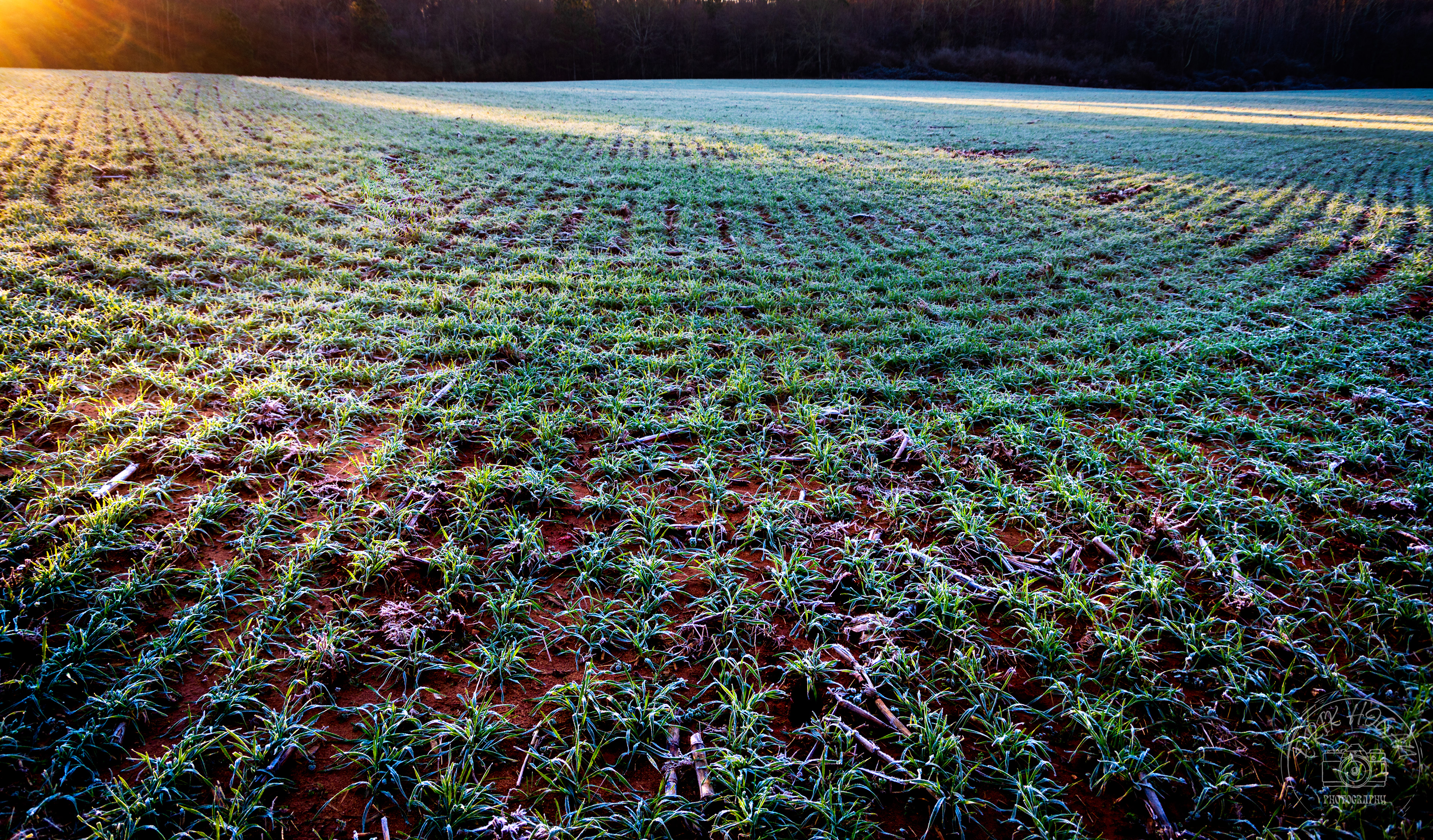 Pittard Rd Wheat Field January 2023