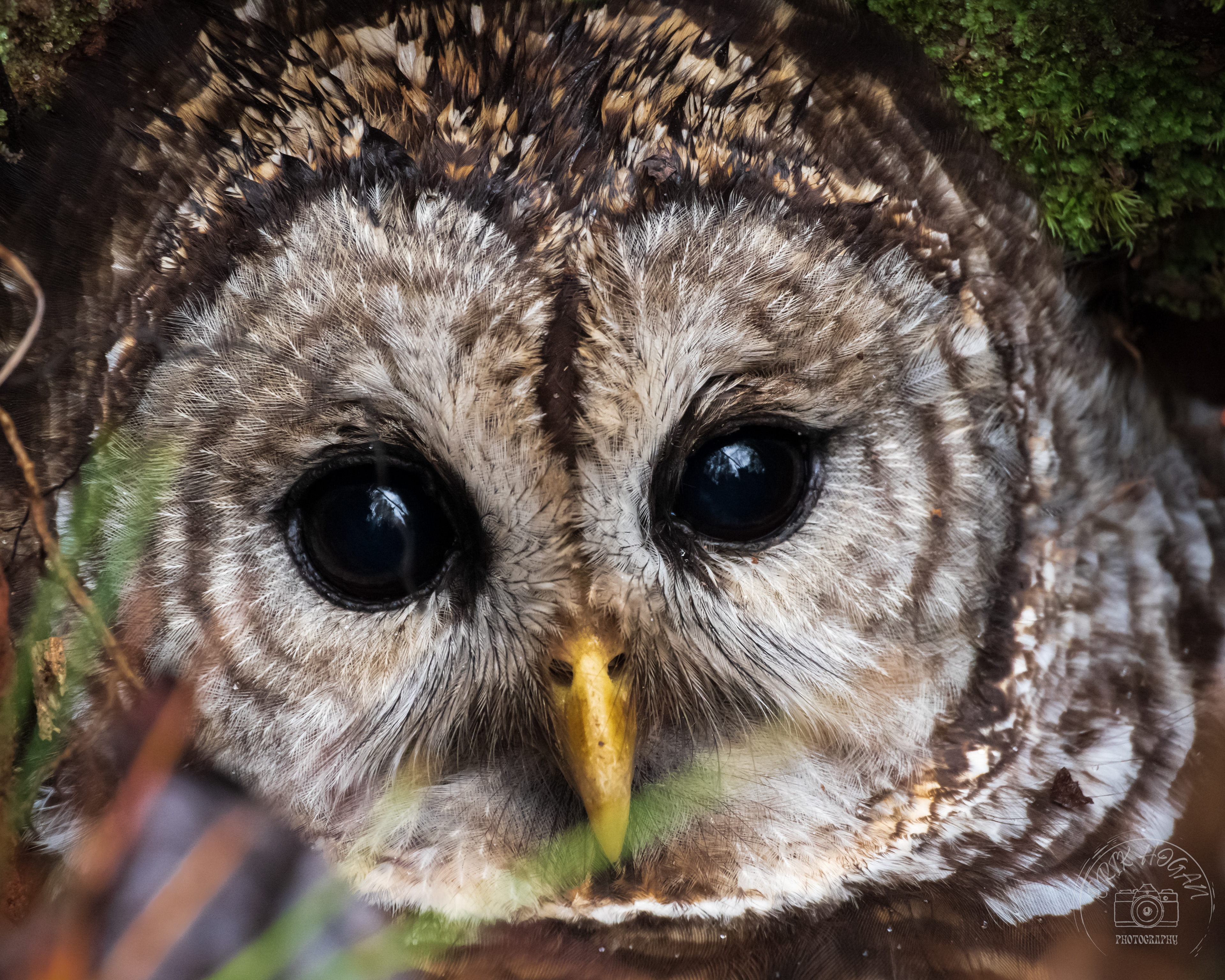 Nowhere Rd Barred Owl March 2023   II