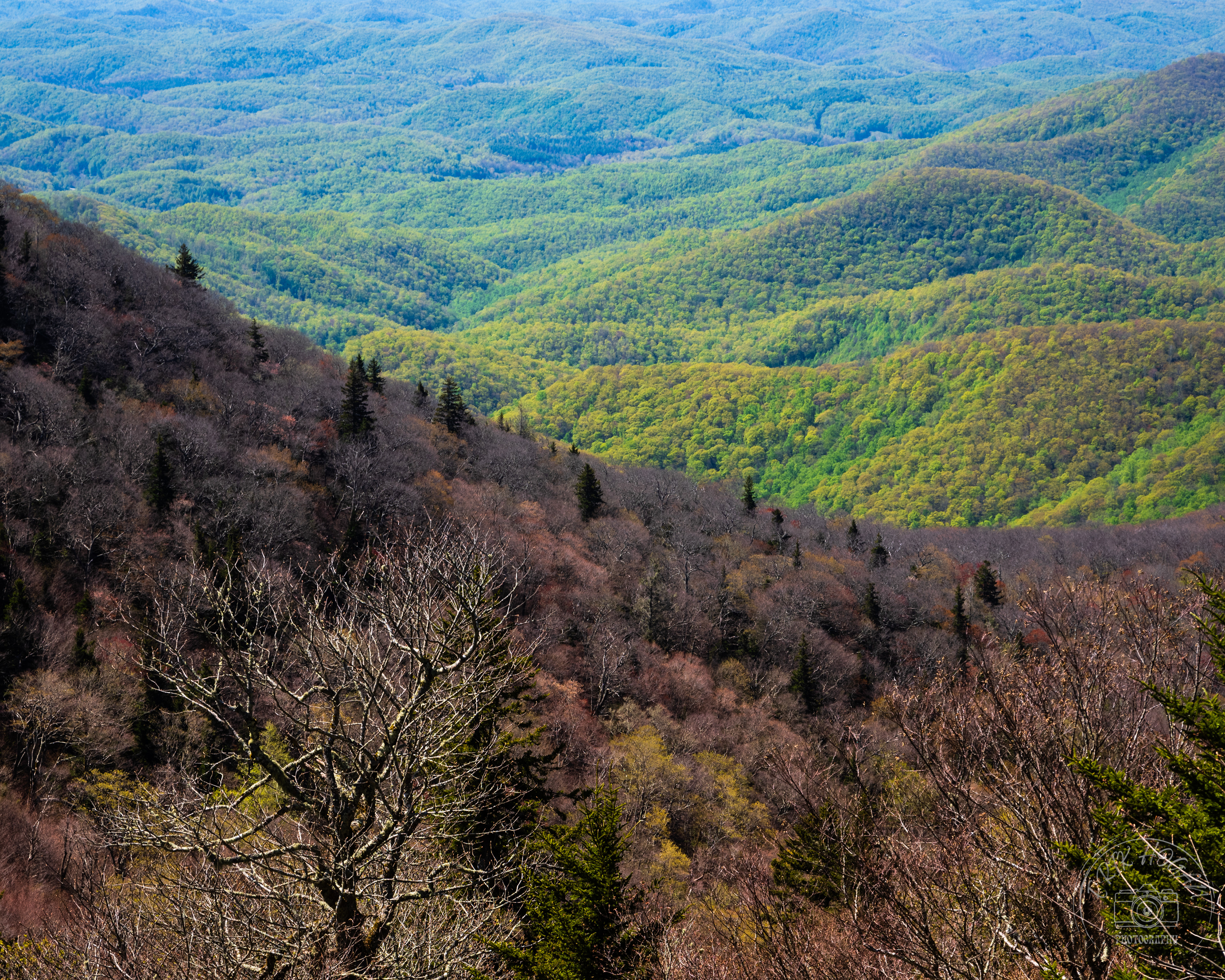 Middle Prong Wilderness May 2023   VI