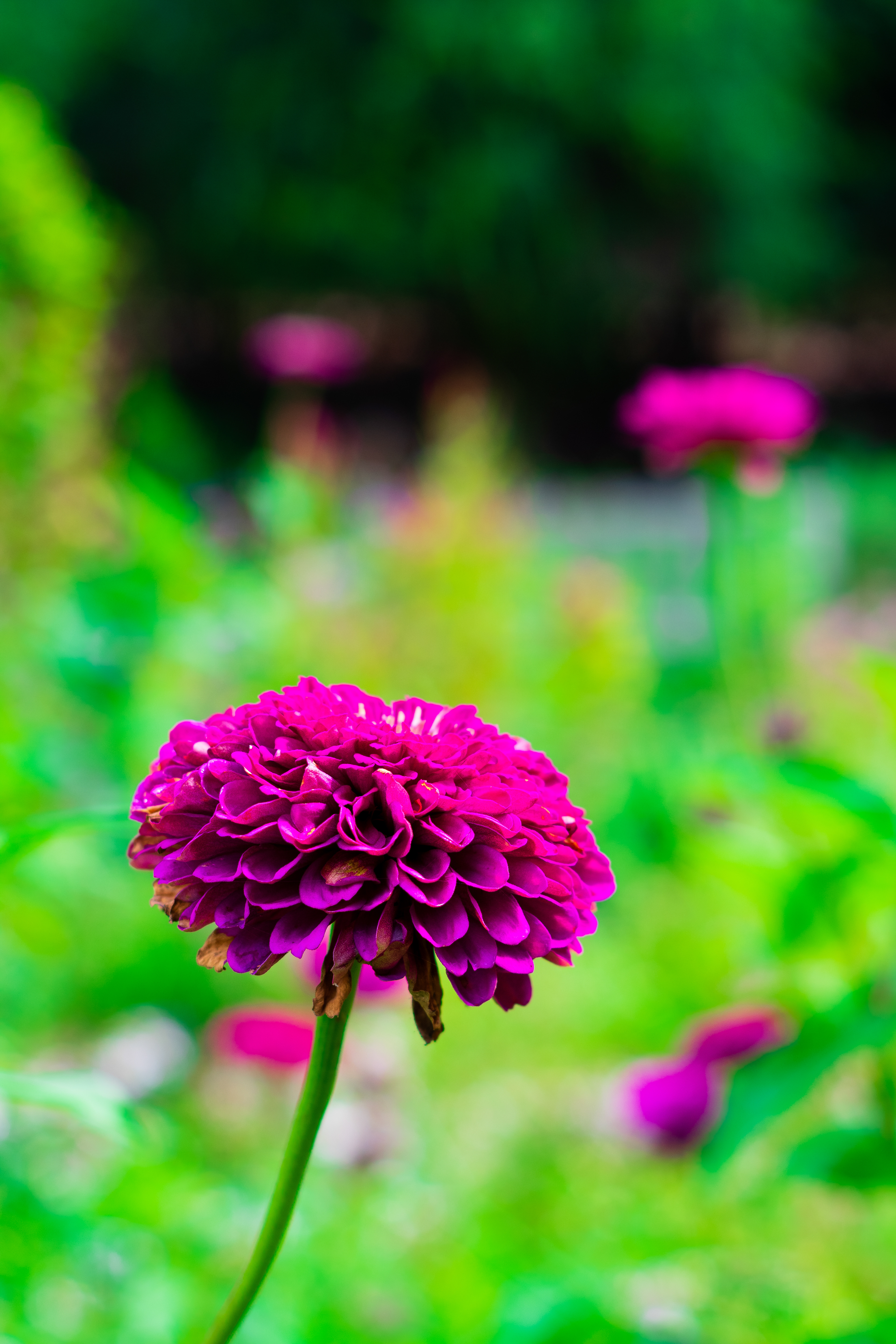 State Botanical Gardens of Georgia August 2021   II