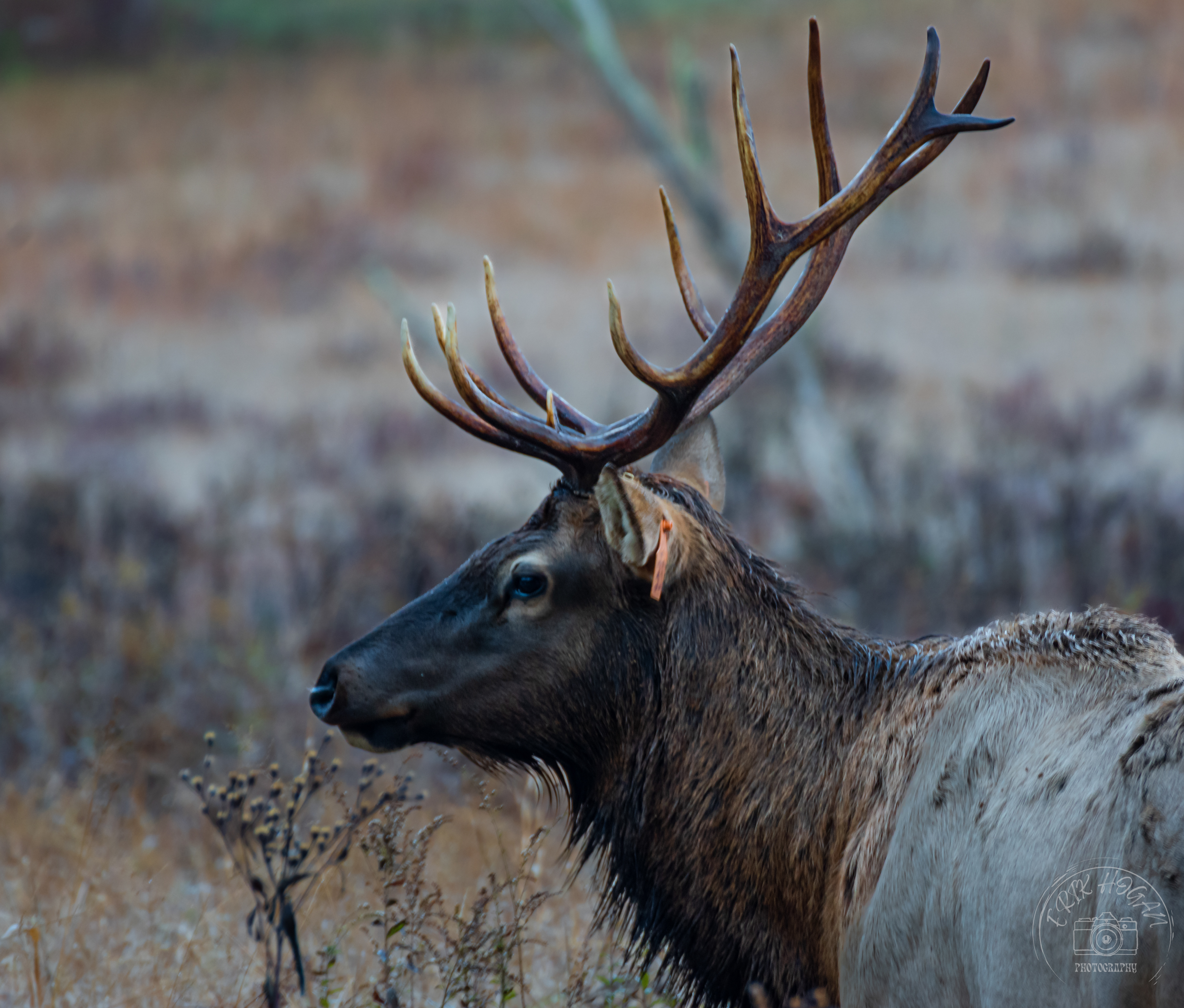Cataloochee Valley October 2022   XXV