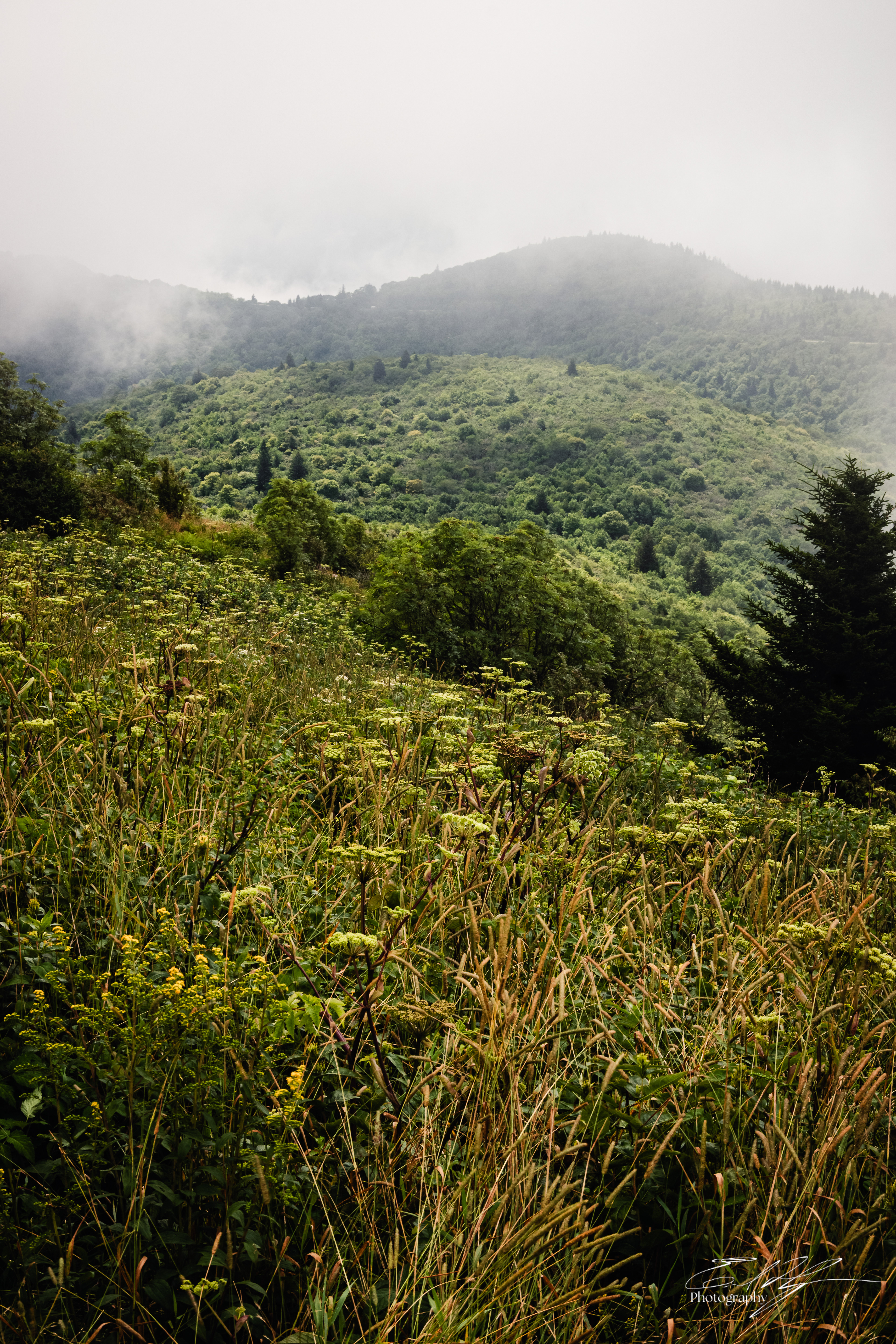 Black Balsam August 2025 II