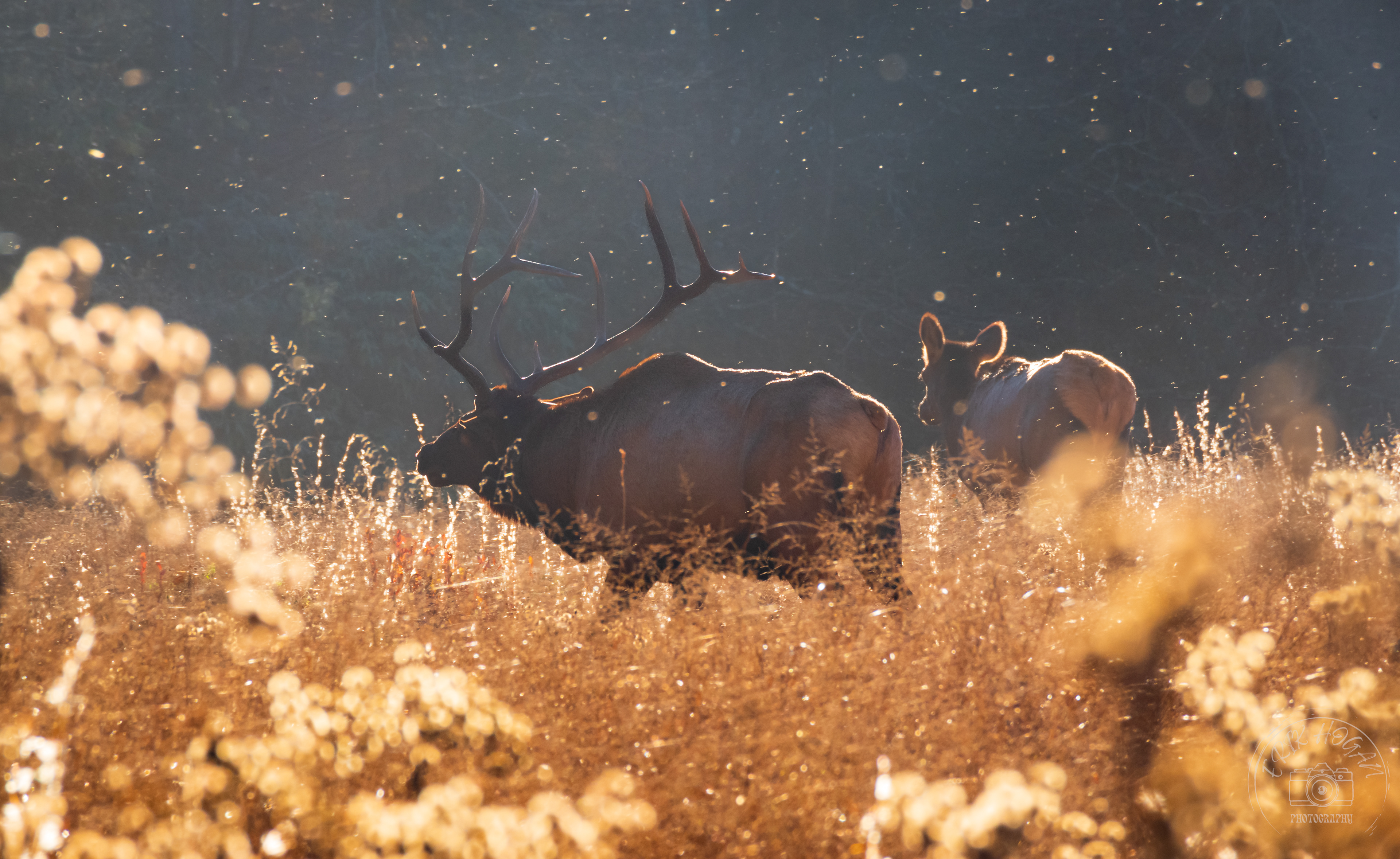 Cataloochee Valley October 2022   VII