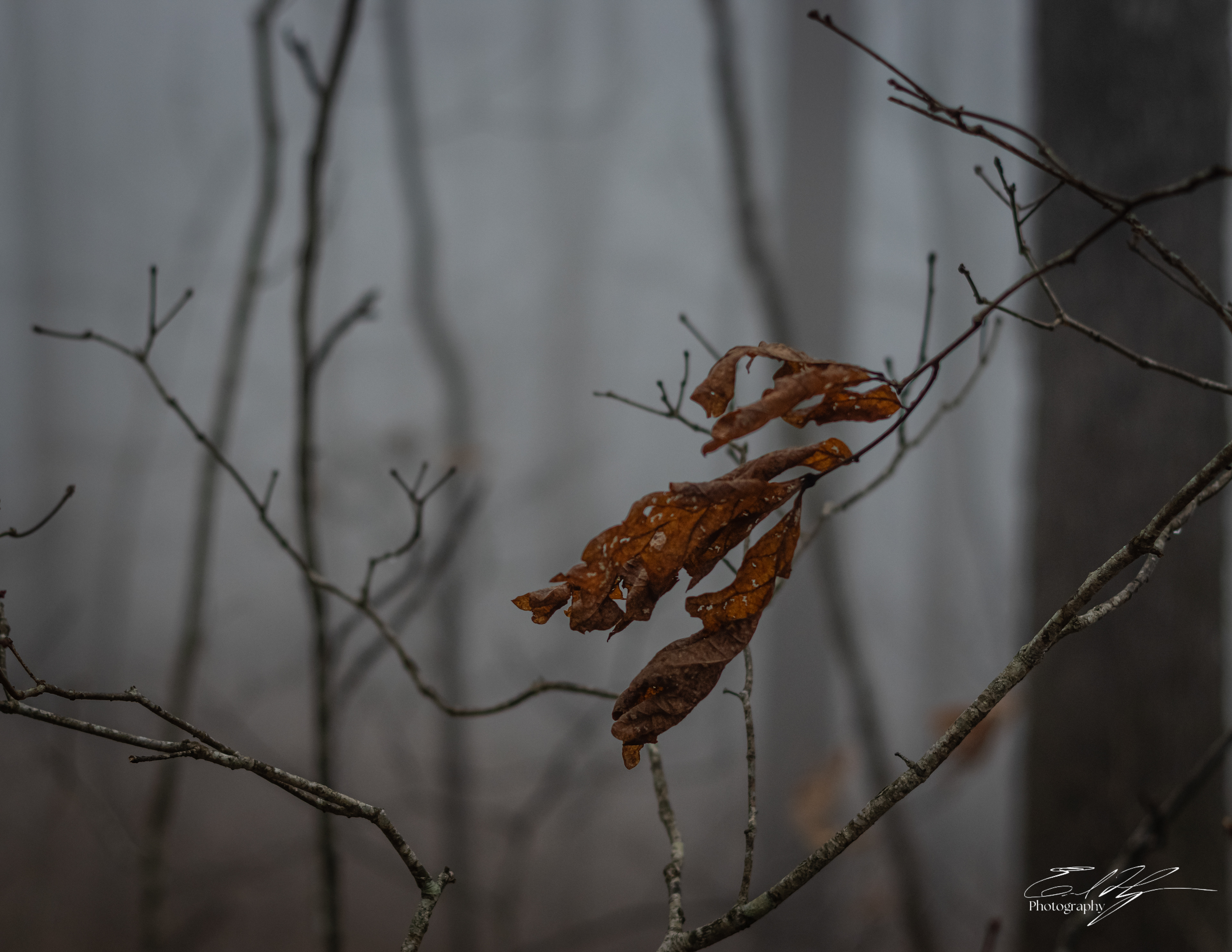 Early Spring 2025   XX