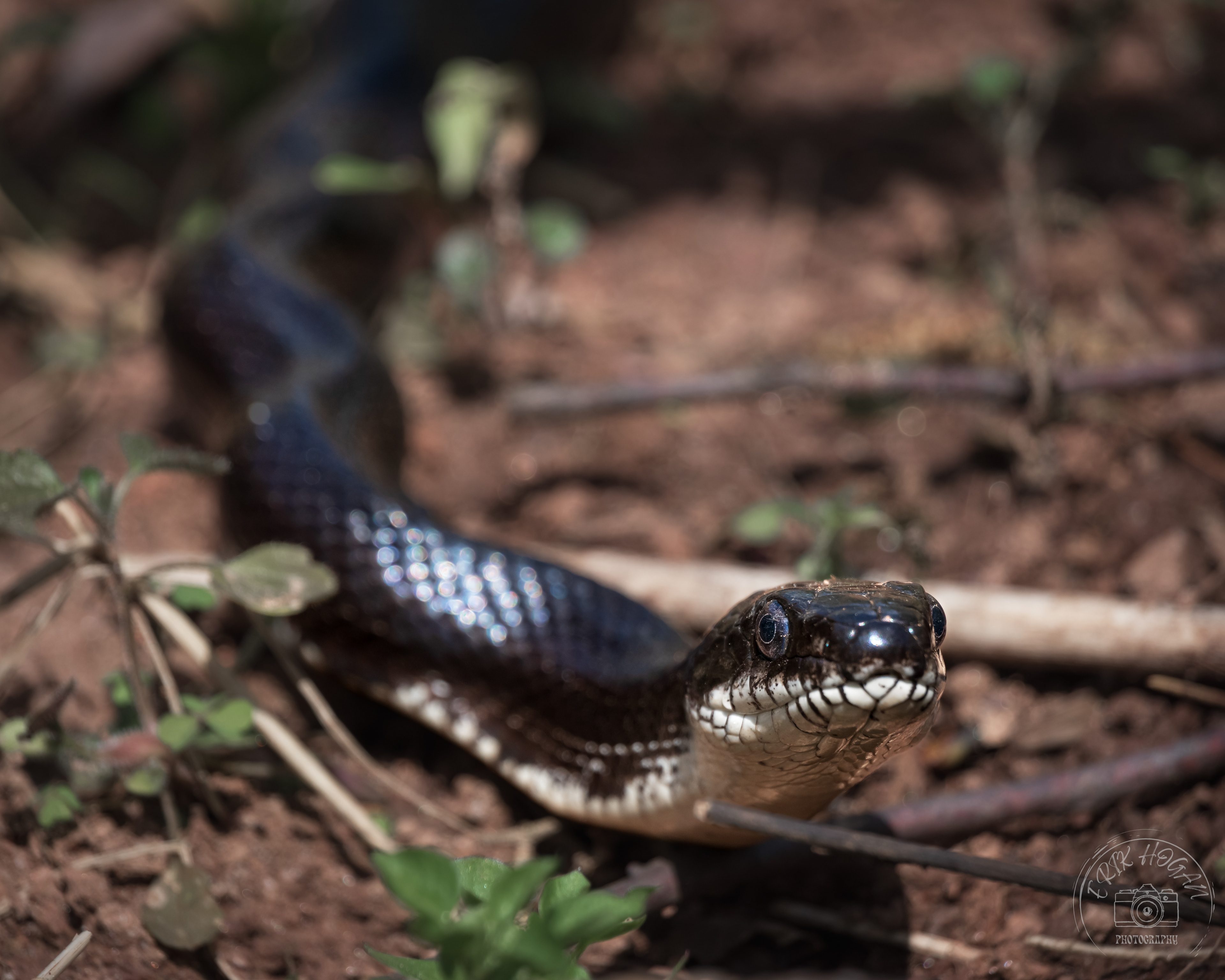 Black Rat Snake March 2023