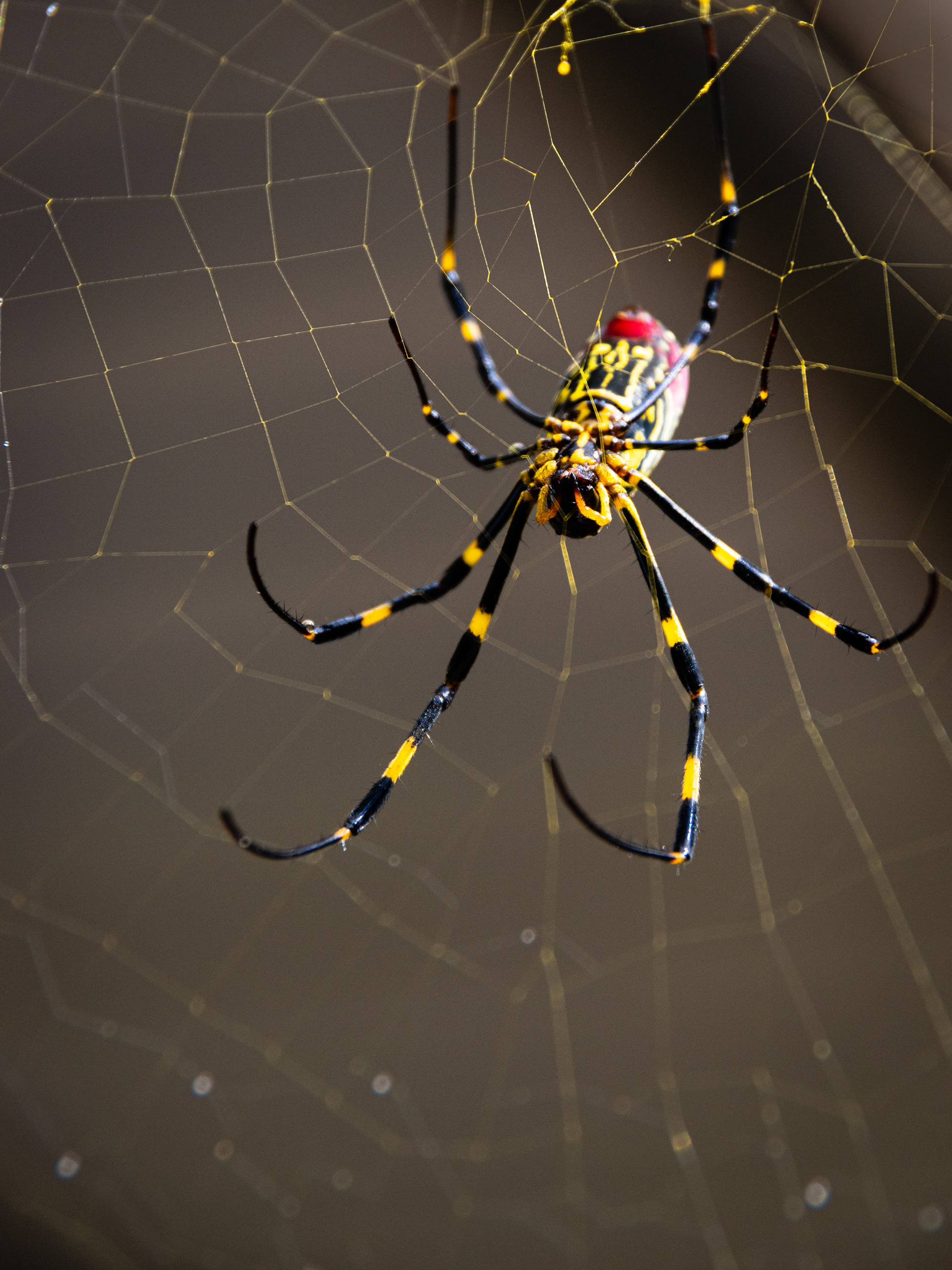 Joro Spider October 2021   I