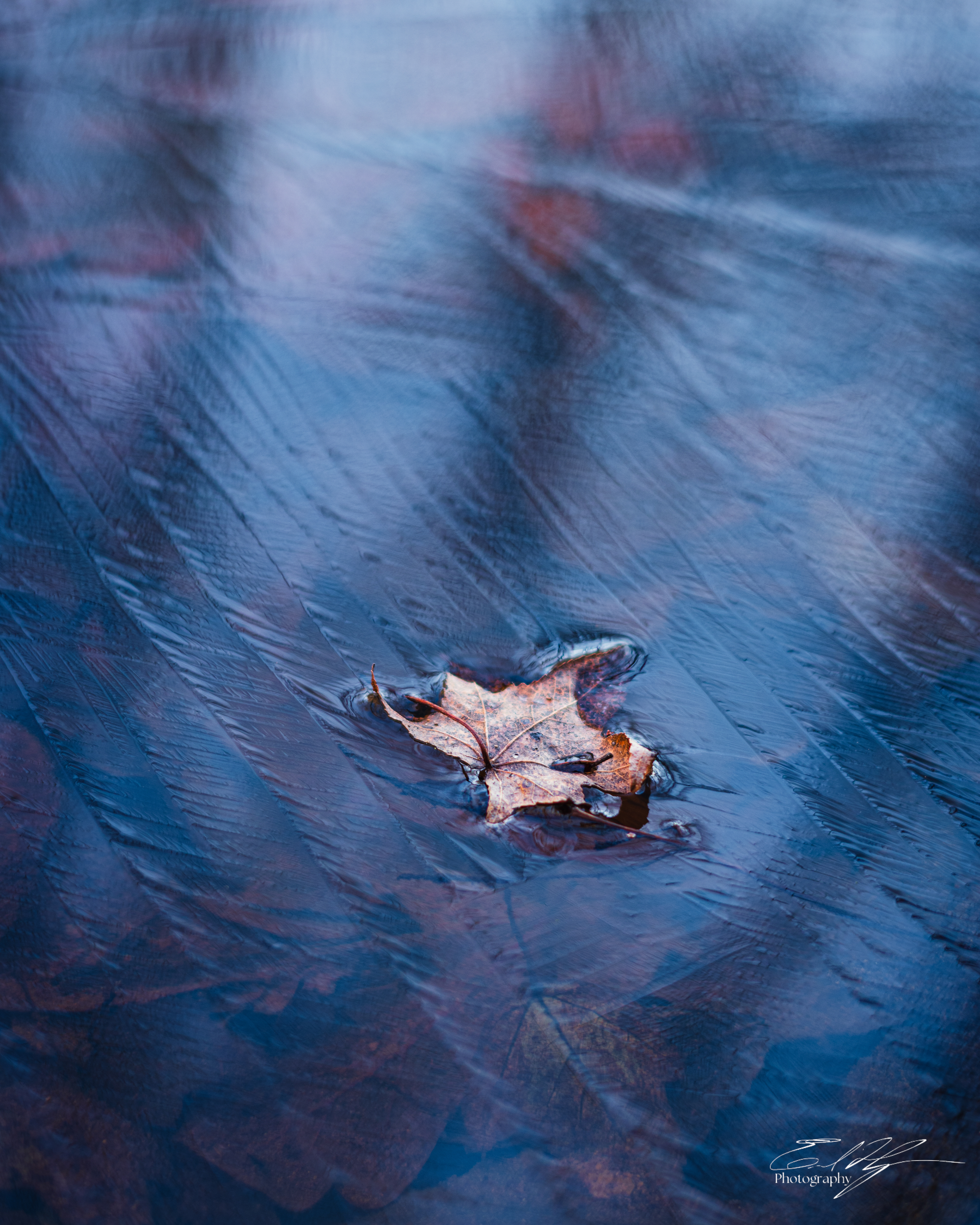 Sandy Creek Ice Portrait   XIV