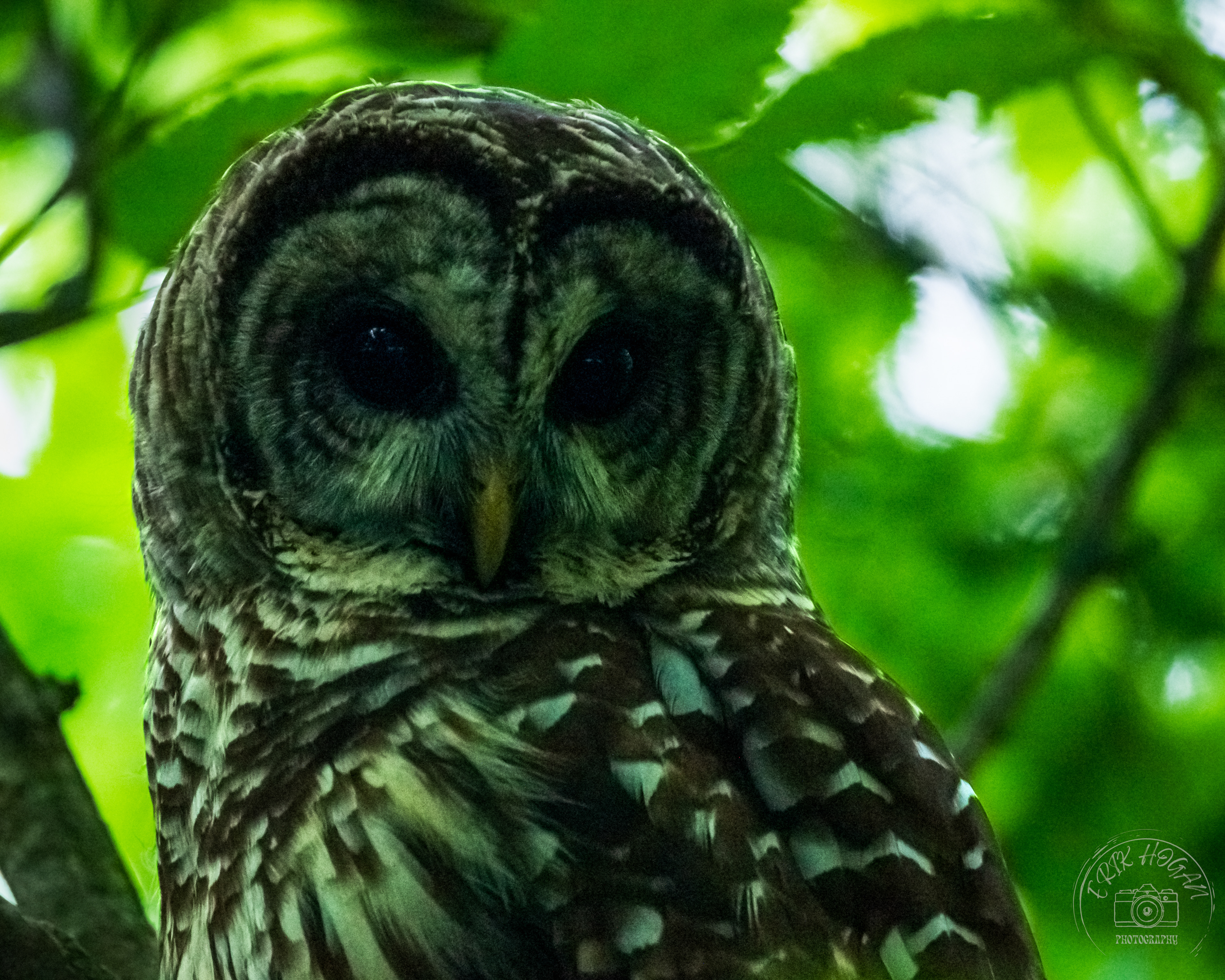 Dudley Park Barred Owl June 2023   I