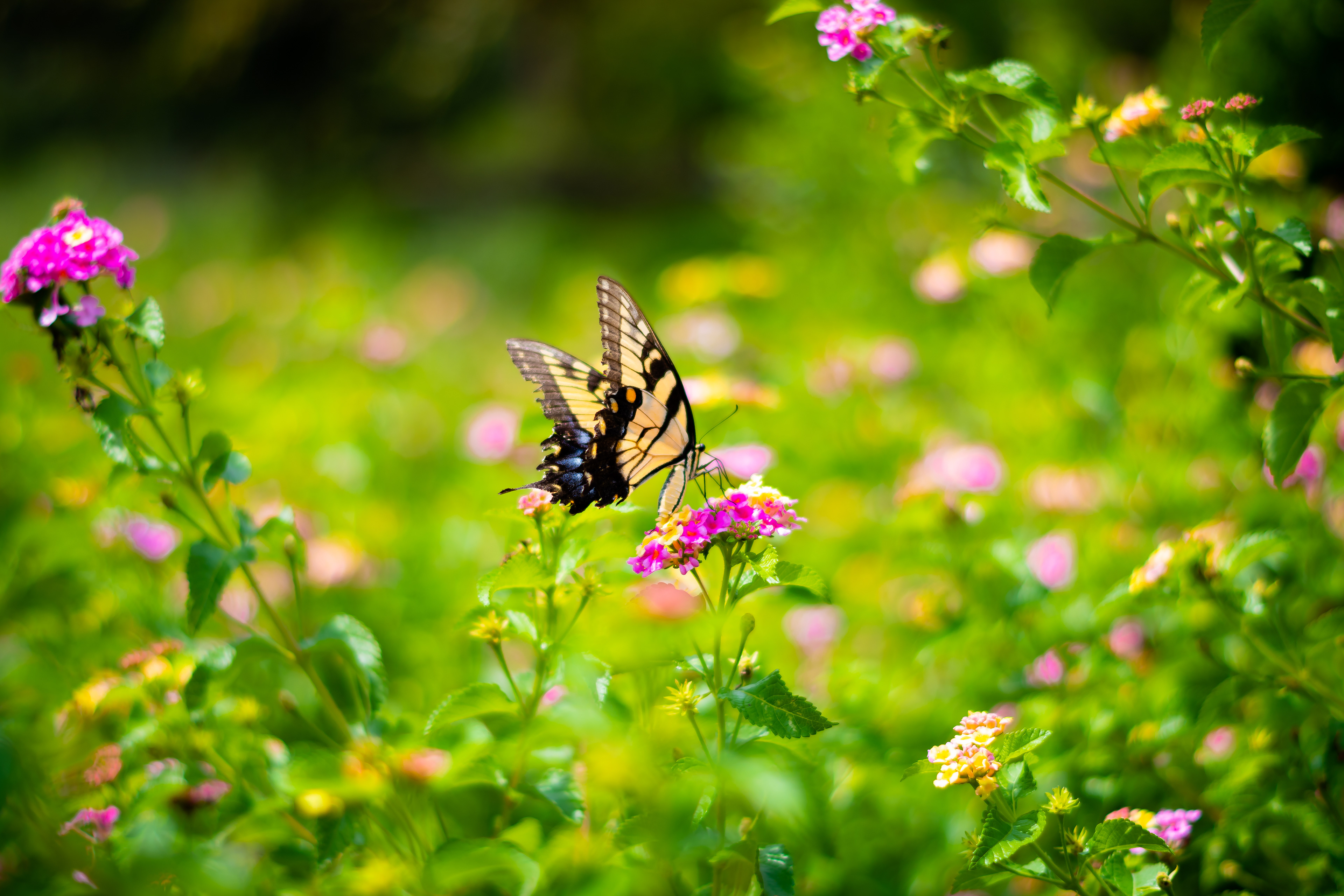 State Botanical Gardens of Georgia August 2021   I