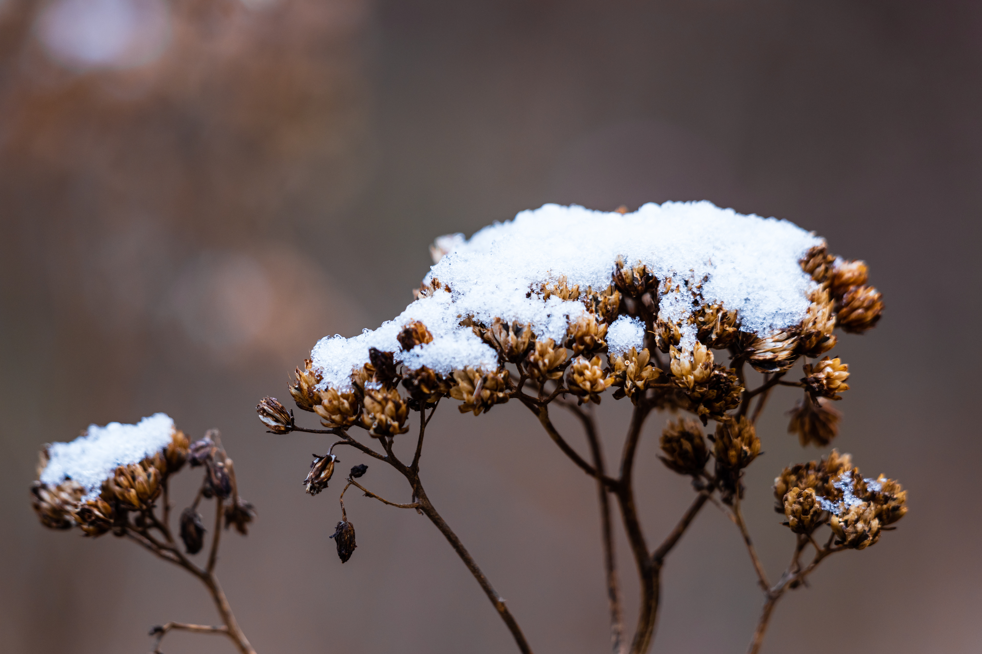 Sandy Creek Nature Center January 2022   IV