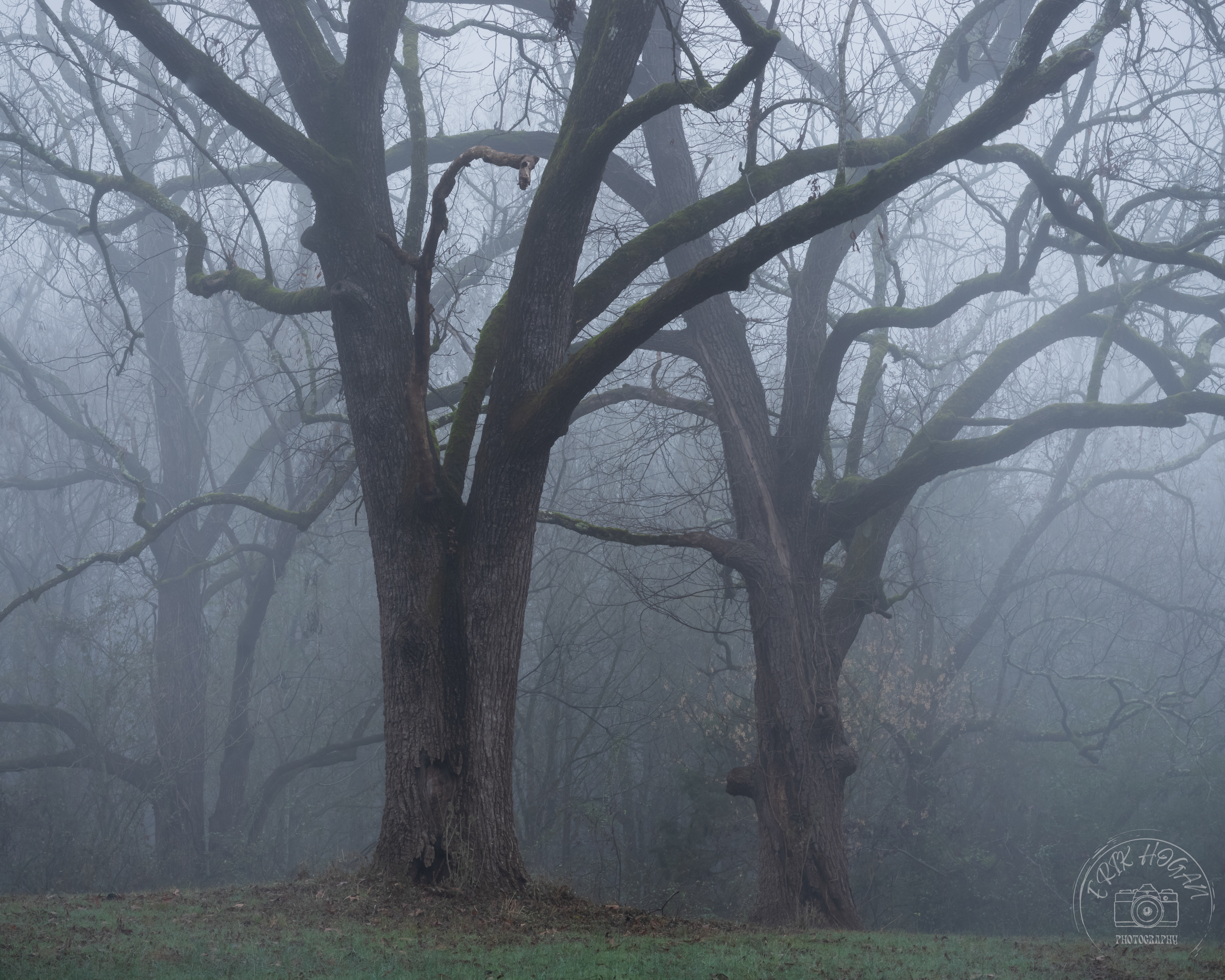 Nowhere Rd Foggy Tree Portrait   December 2023