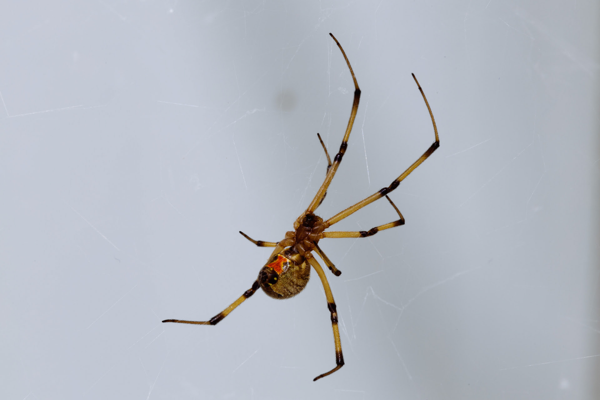 Aranha que foi encontrada no banheiro do ponto de apoio
