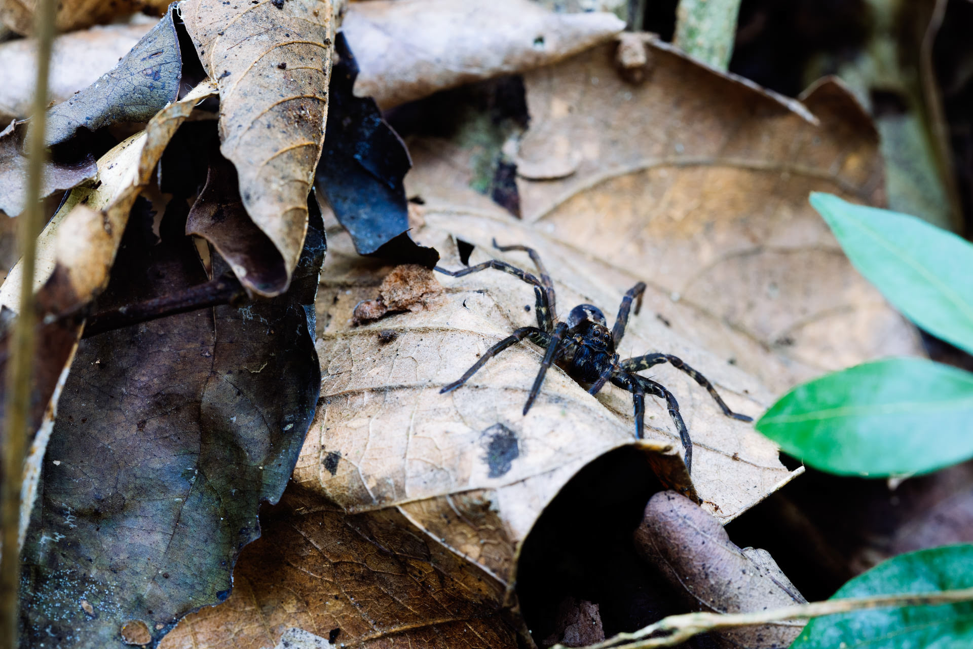 Aranha armadeira encontrada meio ao registro dos fungos