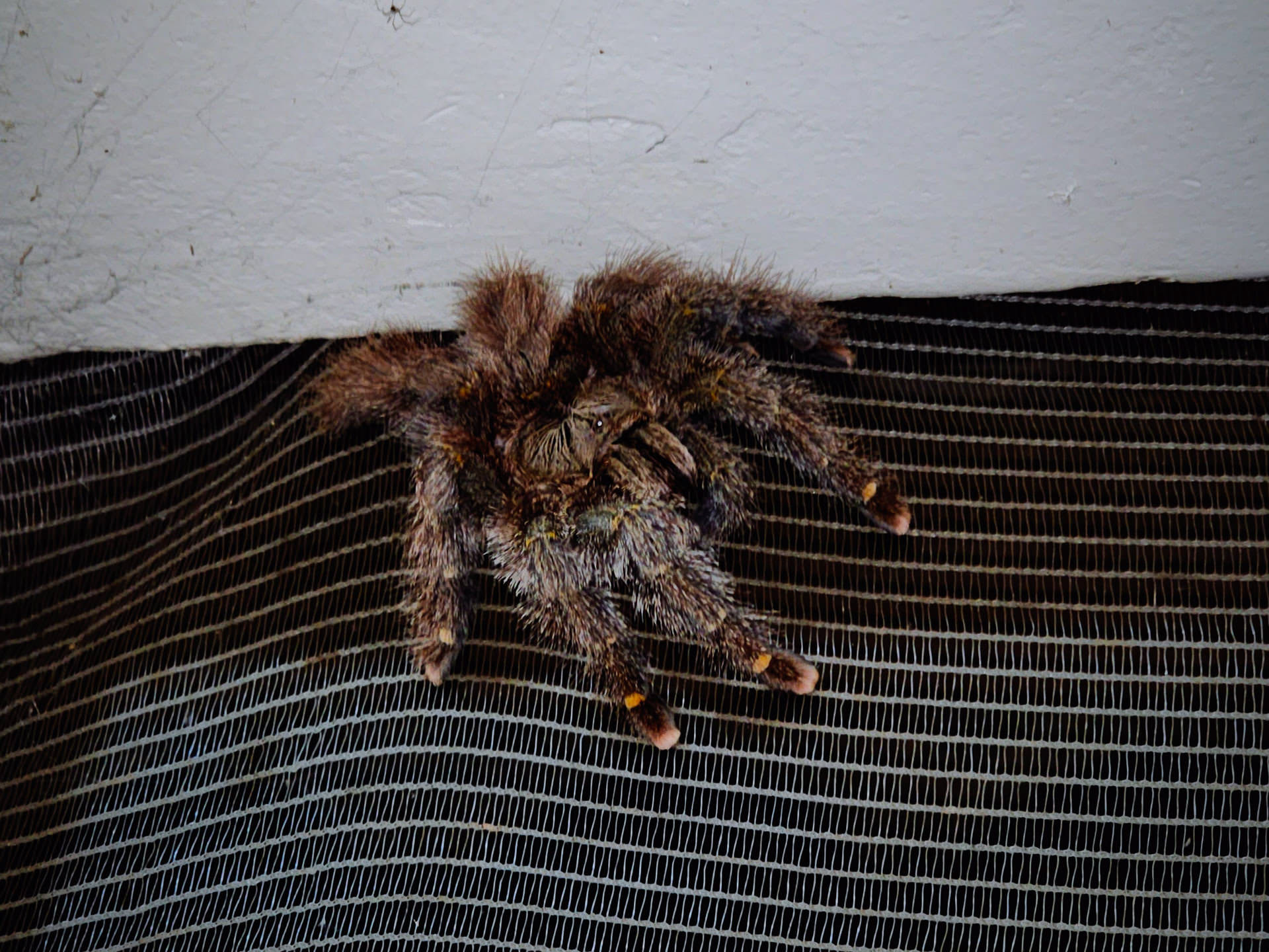 Jussier encontrou essa aranha caranguejeira ao colocar seu colchão na hora de dormir. Ela estava na parede próxima ao teto.