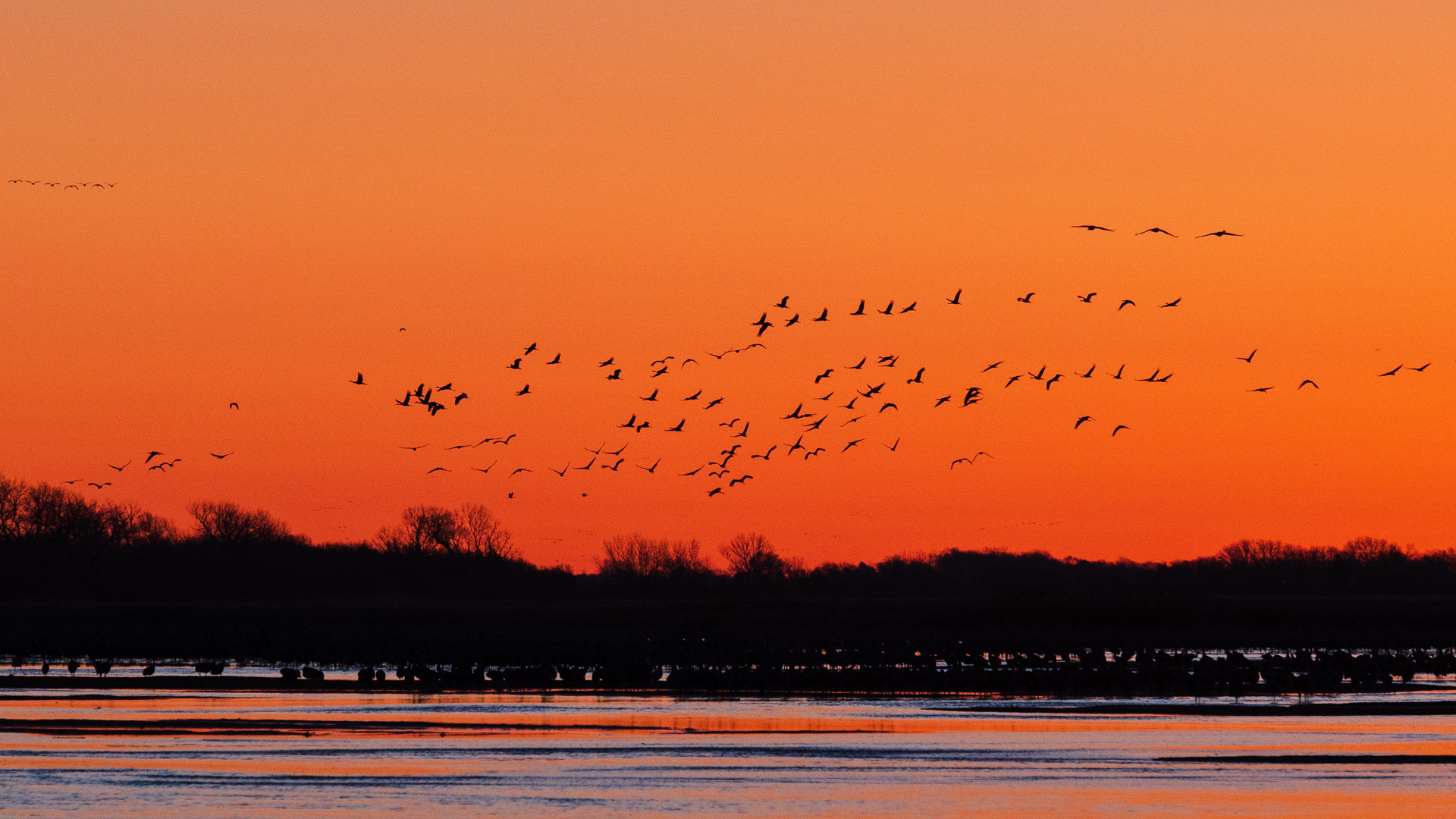 Sandhill Cranes on the Platte River