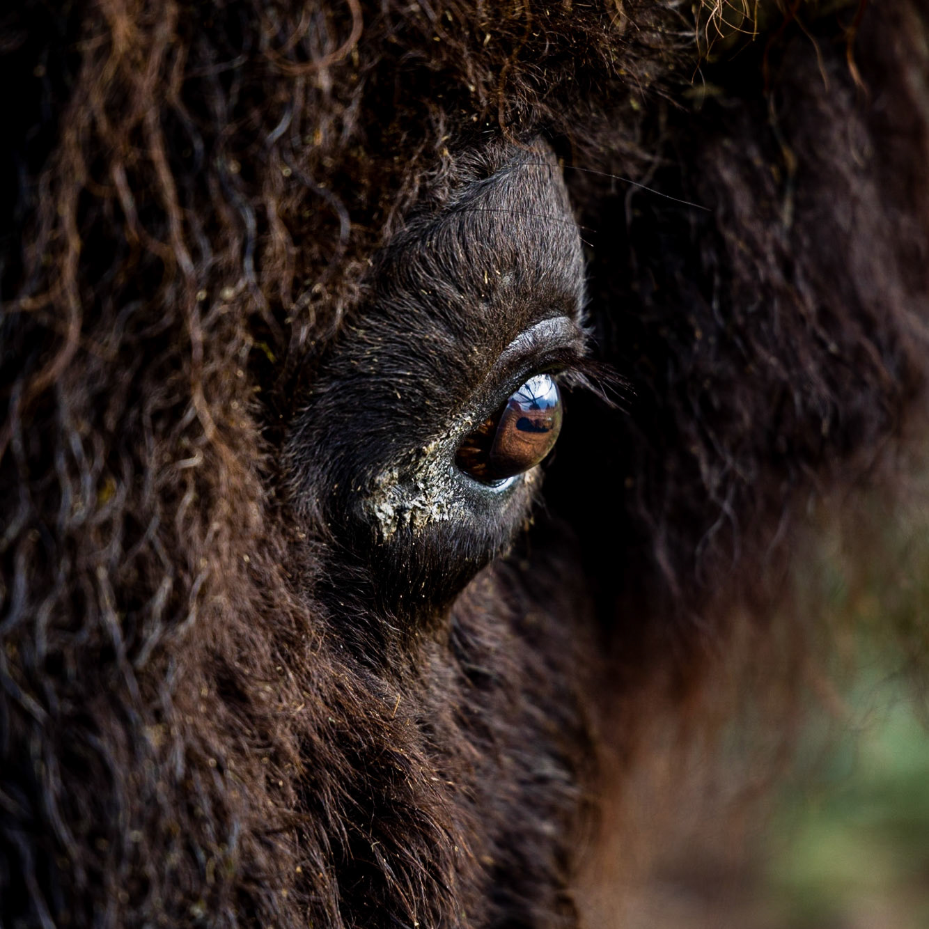 Bull's Eye
