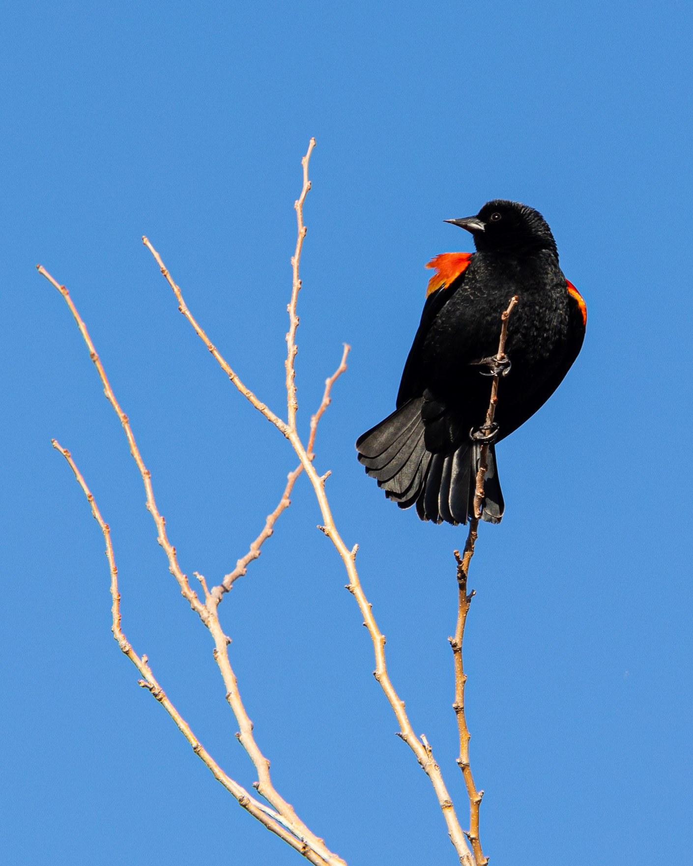 Red-winged blackbird