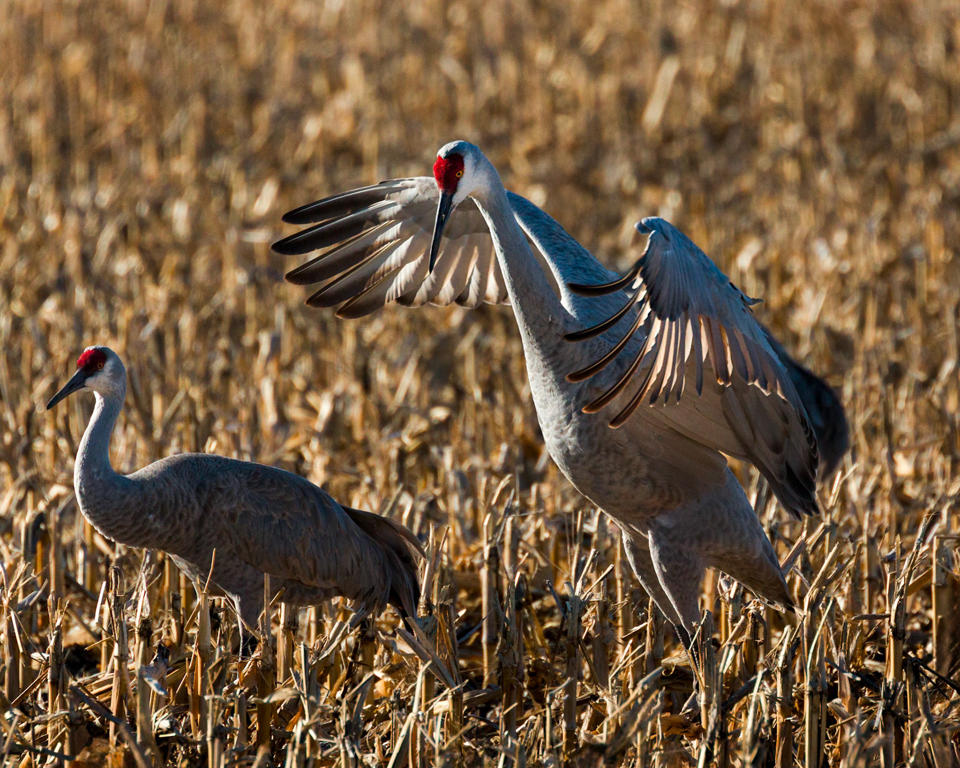 Sandhill Cranes along the Platte River