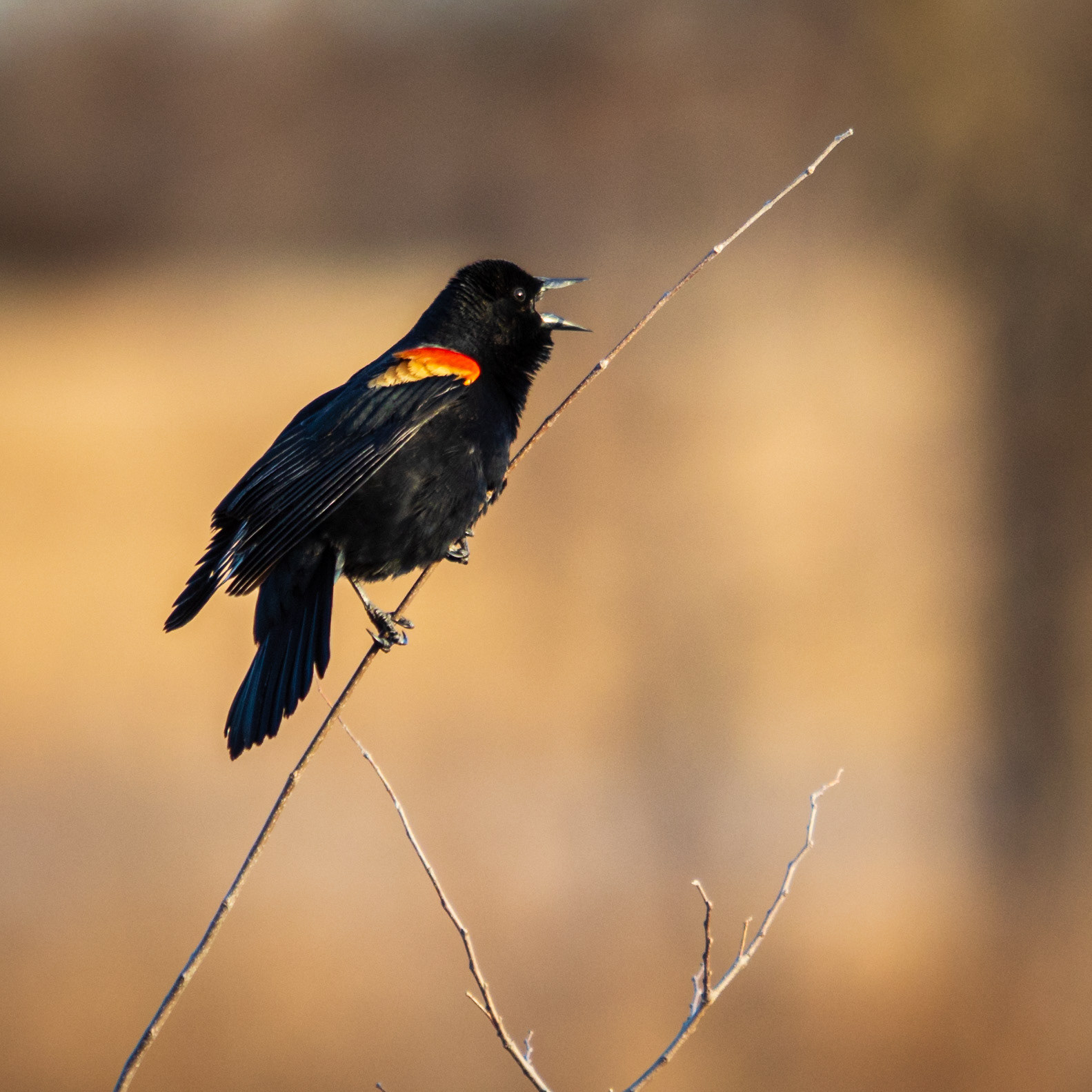 Red-winged blackbird