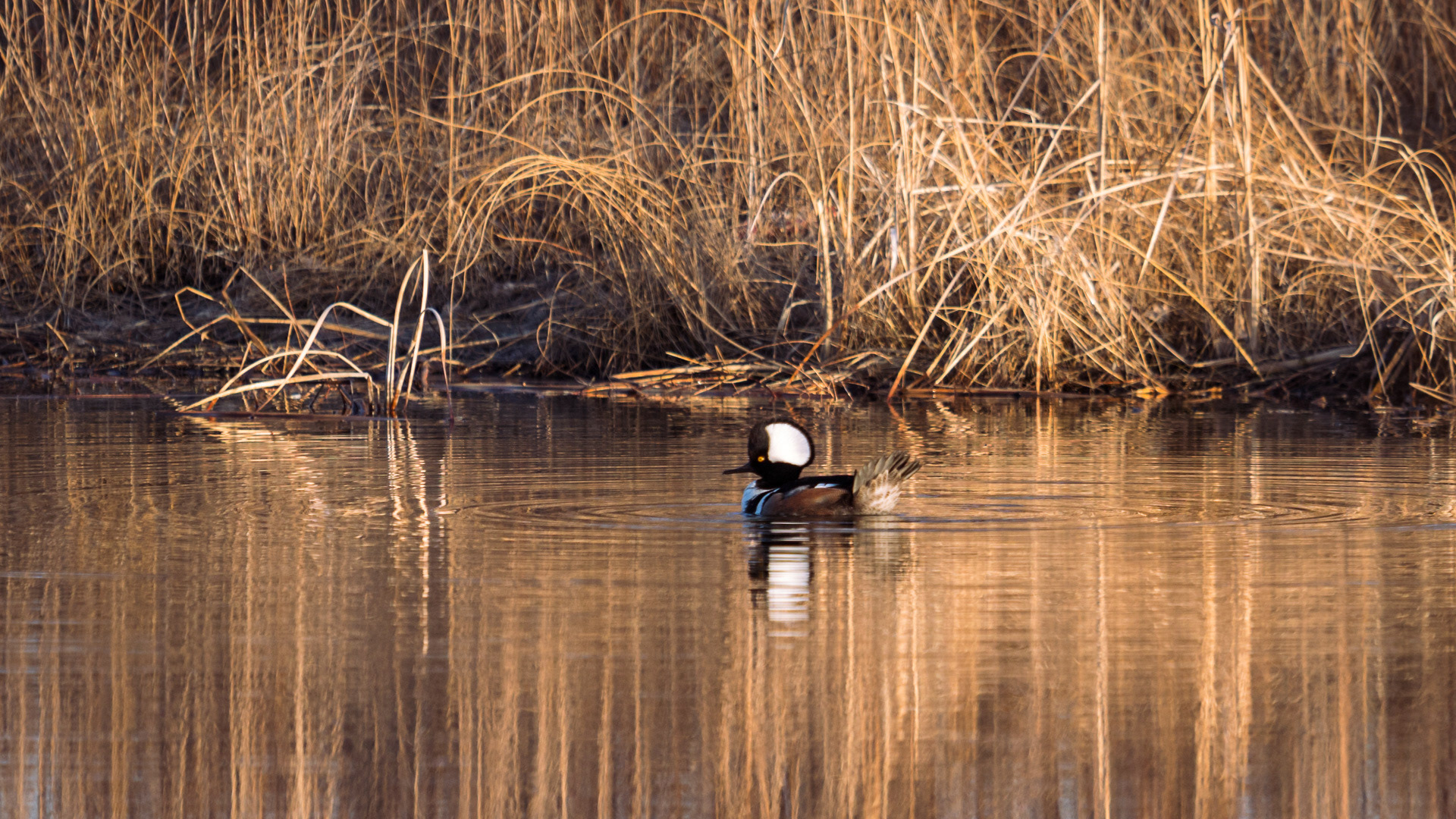 Hooded Merganser