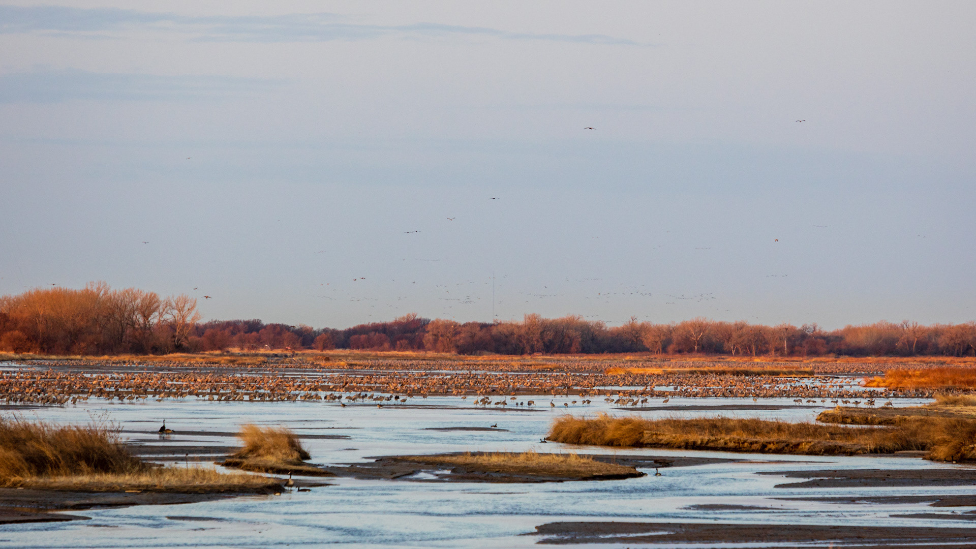 Sandhill Cranes on the Platte River