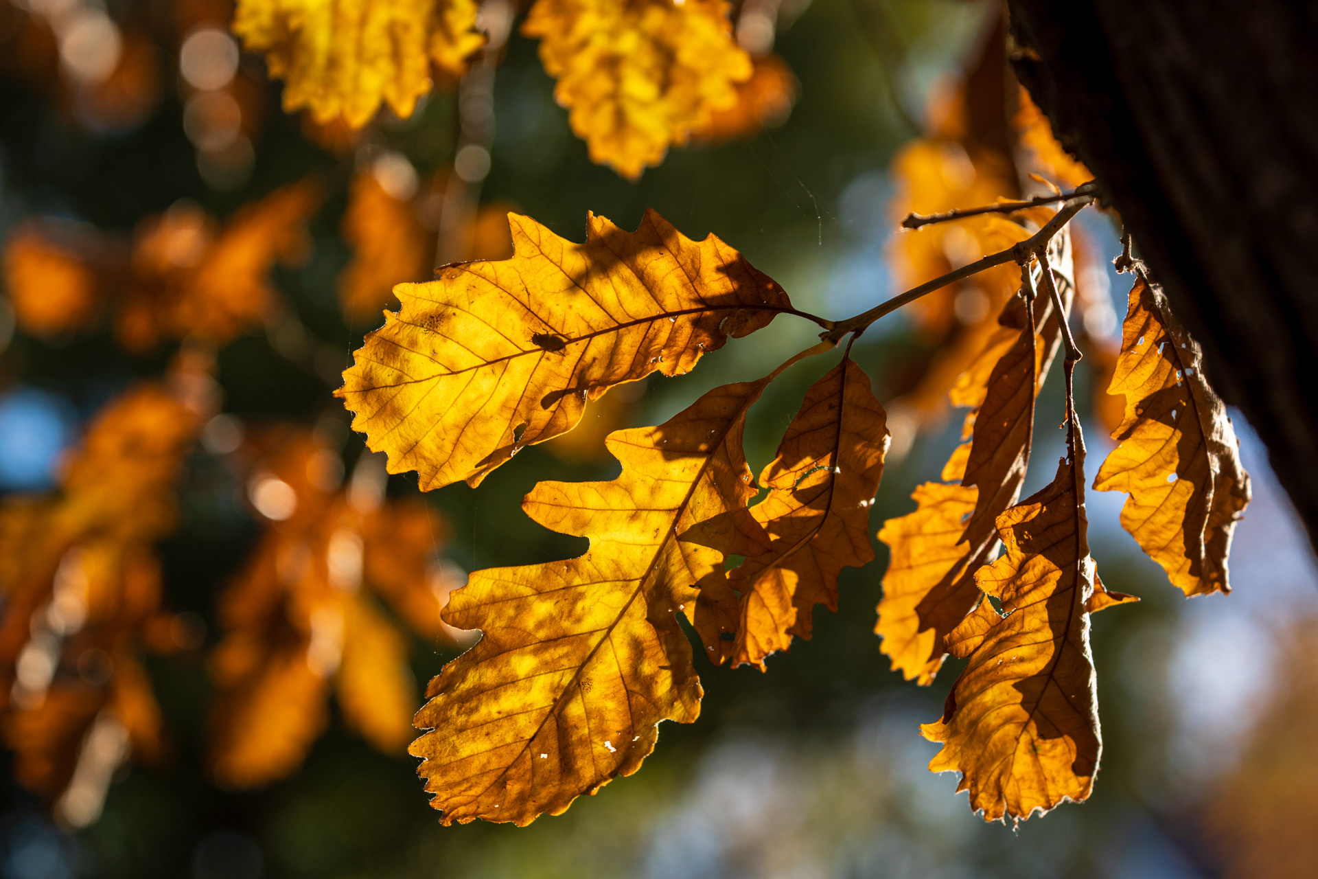 Autumn Light