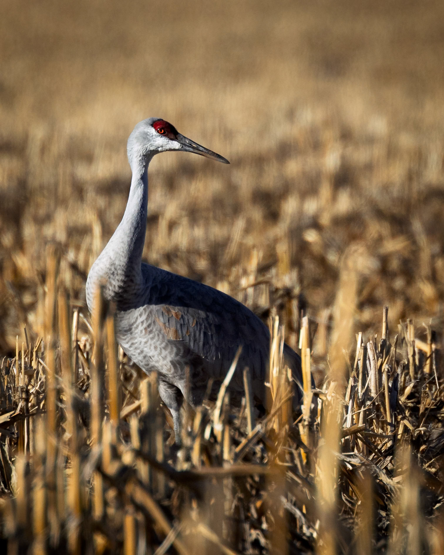 Sandhill Crane