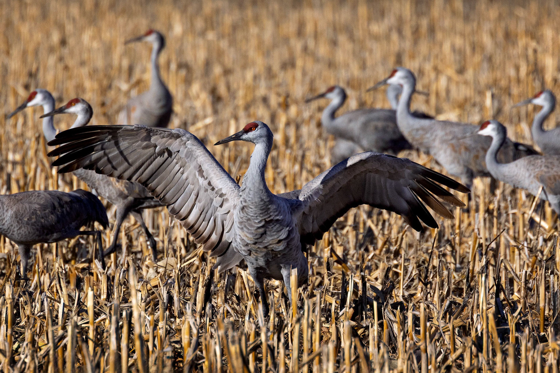 Sandhill Cranes along the Platte River