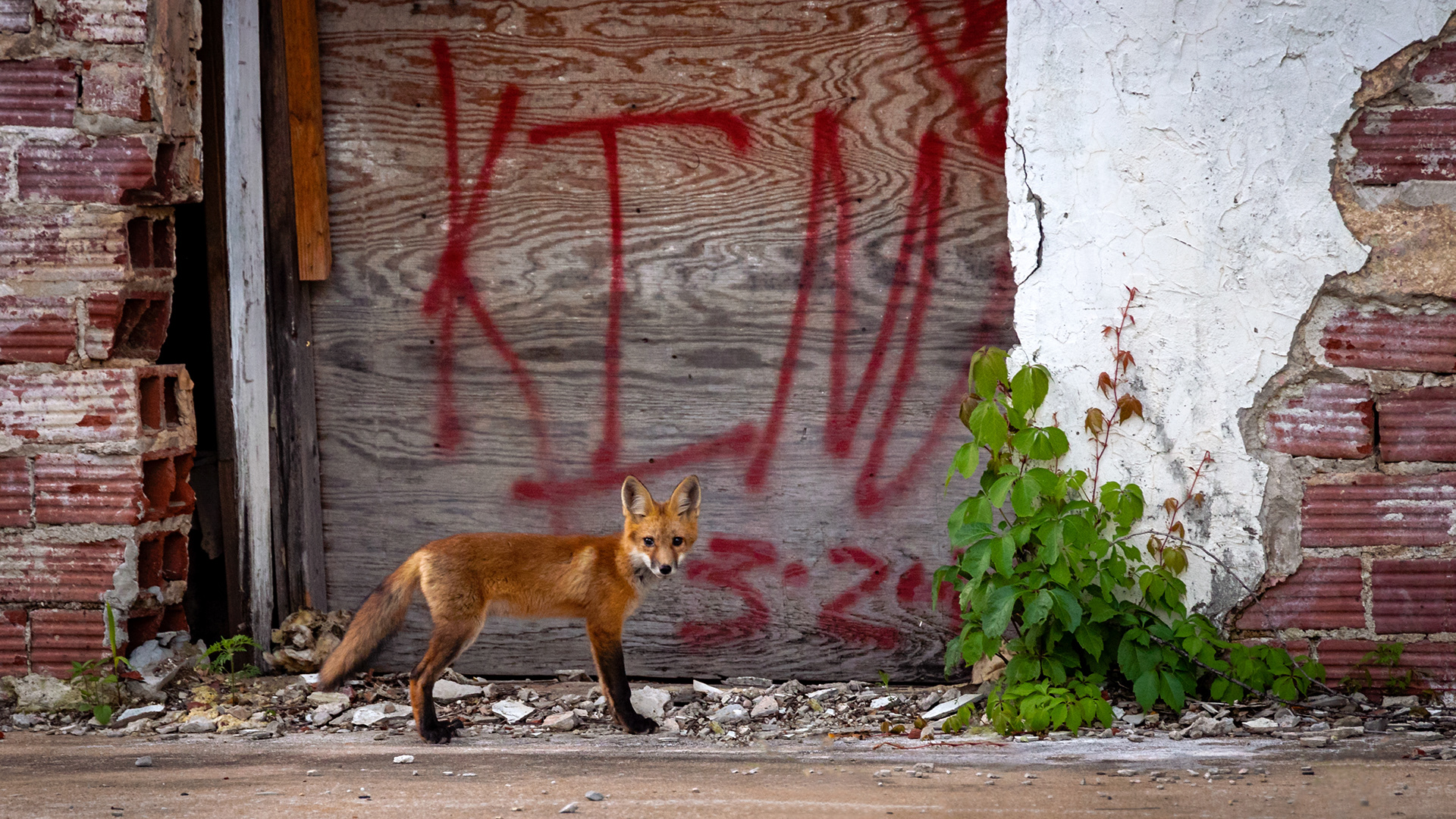 Stone Cold Fox