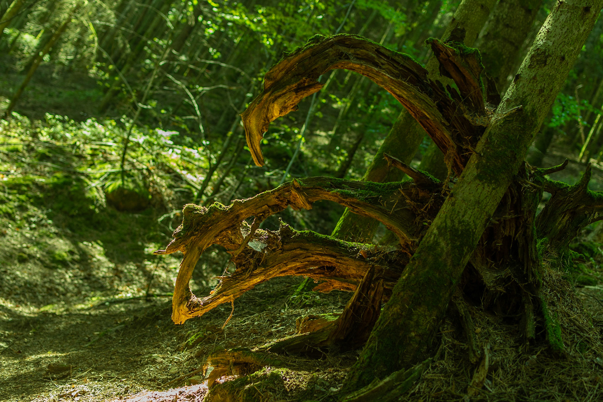 surprenante nature