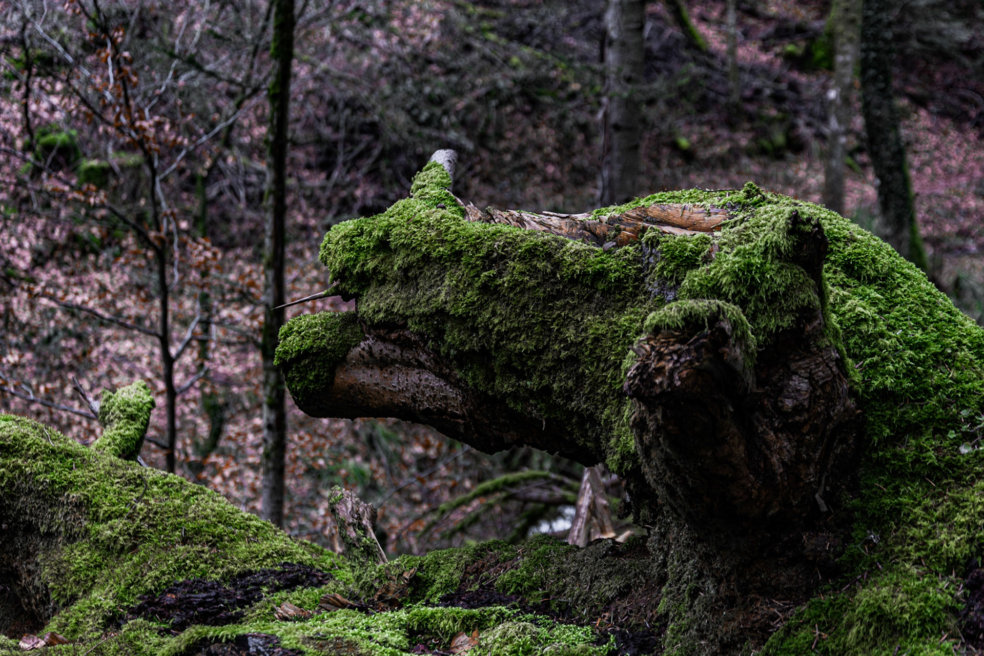 Quand la nature prend des formes surprenantes