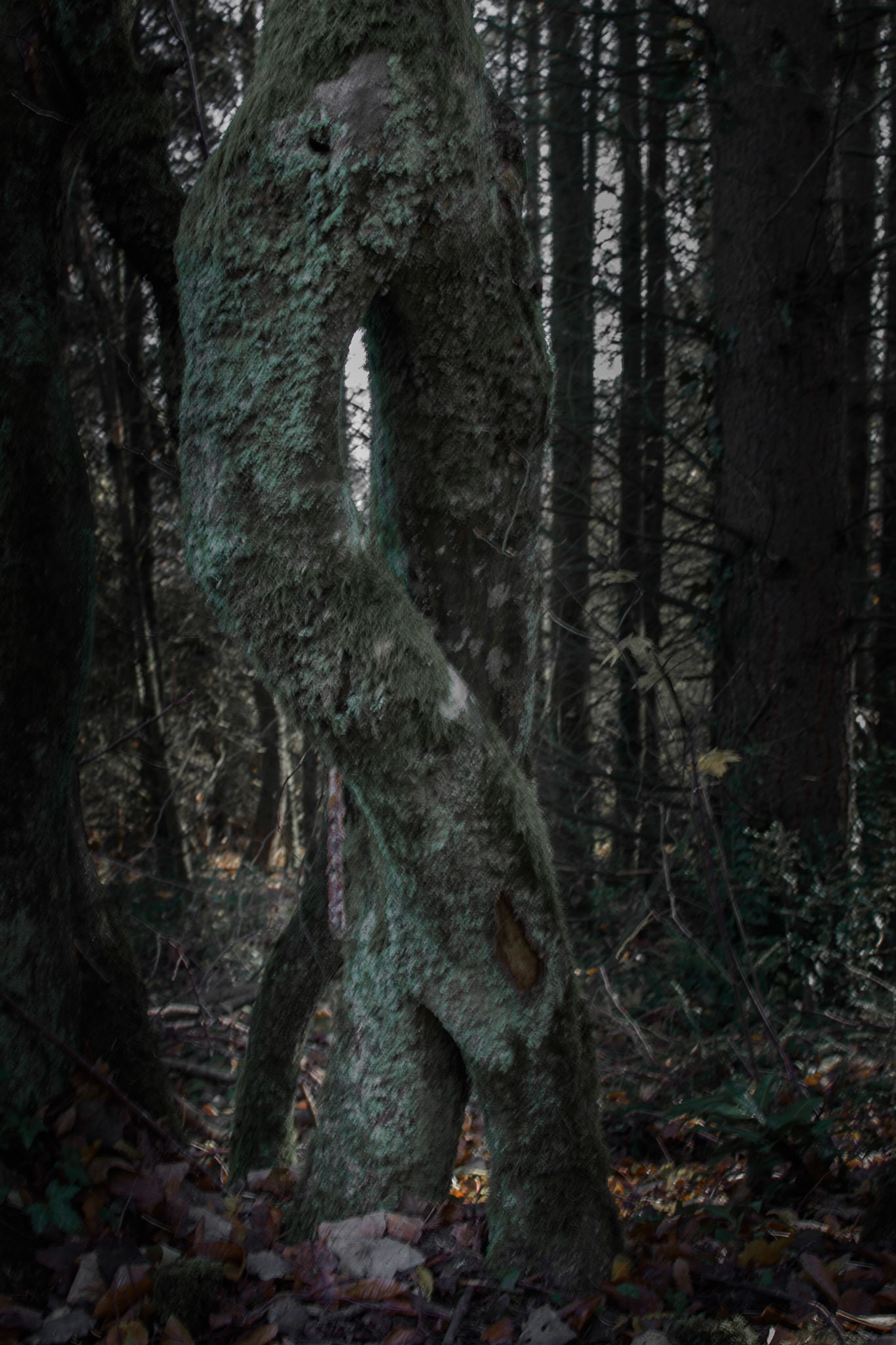 Quand la nature nous offre des oeuvres d'art