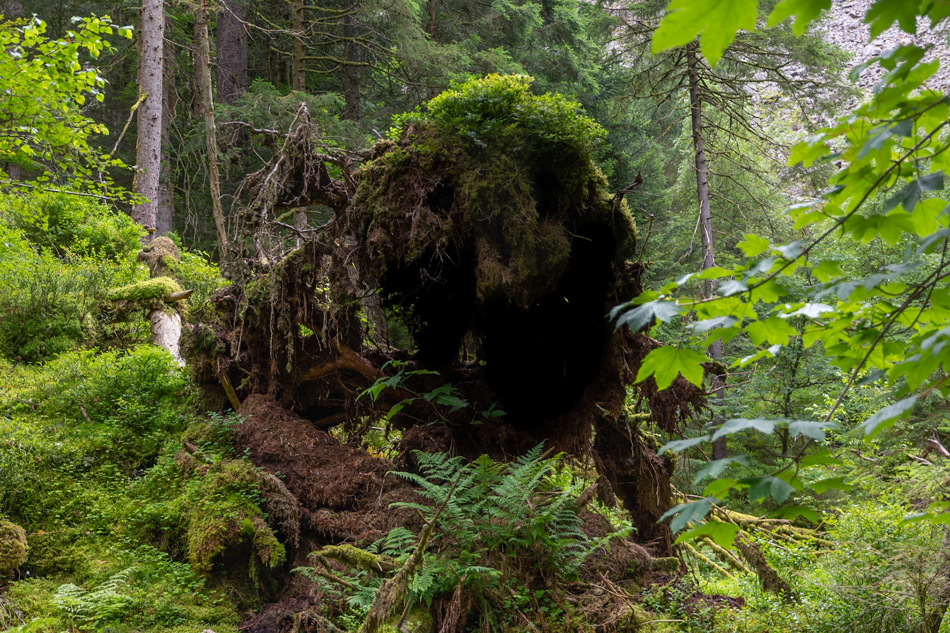 La nature nous réserve souvent des surprise