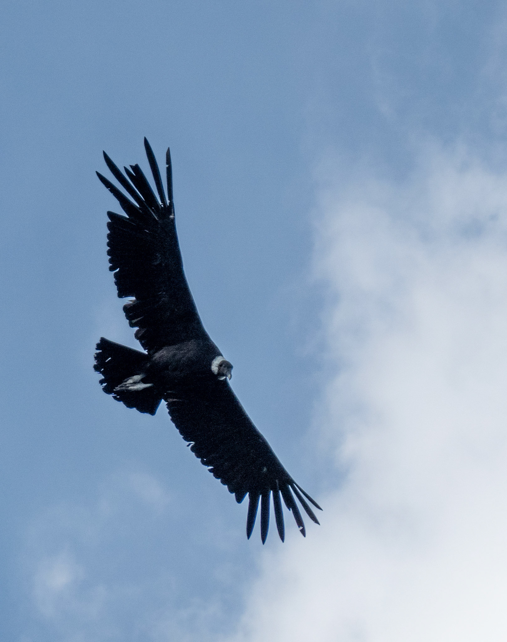 Andean Condor
