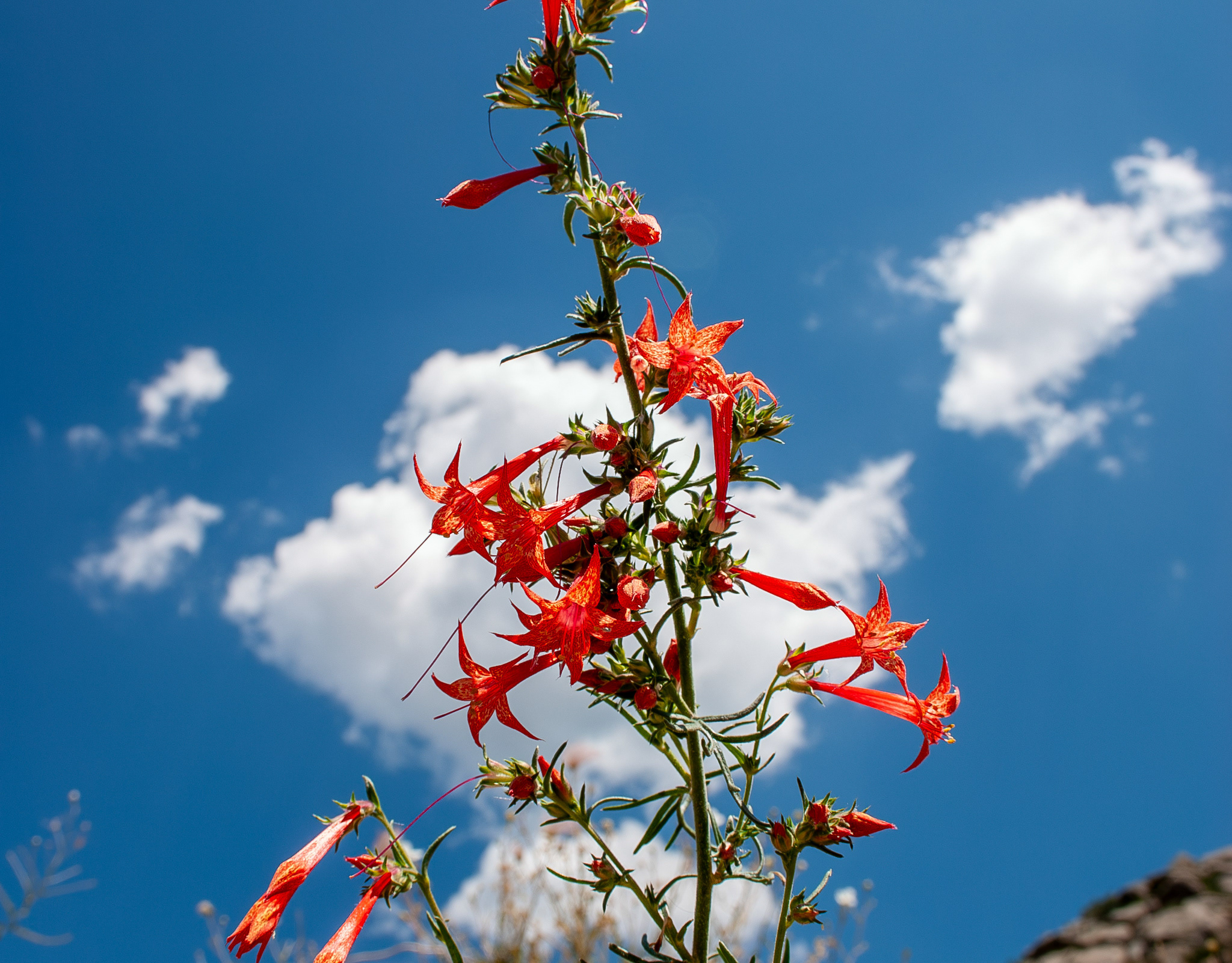 Leo Kitzinger - Ipomopsis Rubra