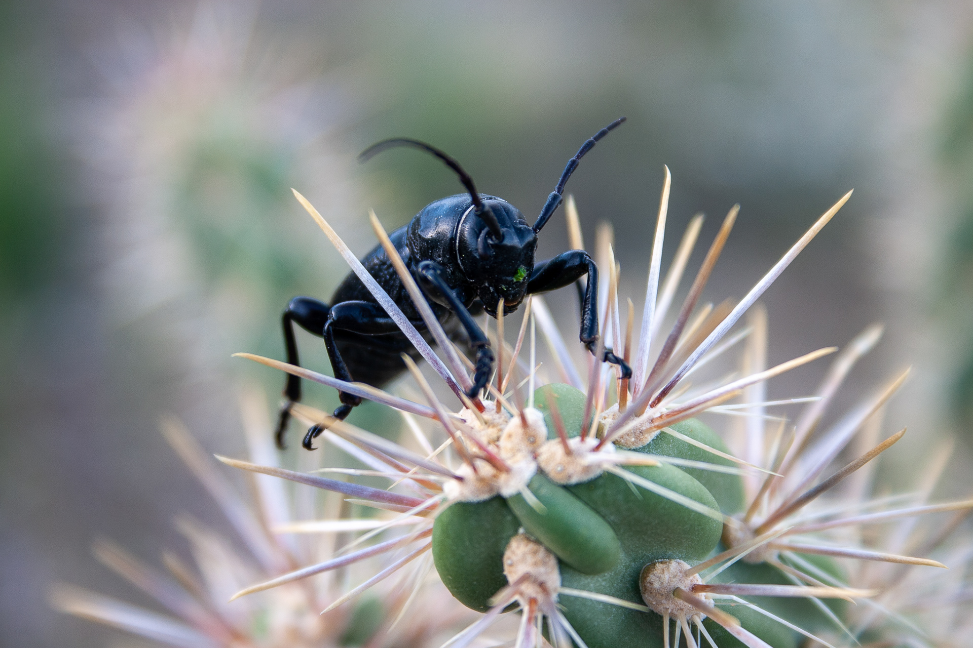 Leo Kitzinger Cactus Longhorn Beetle